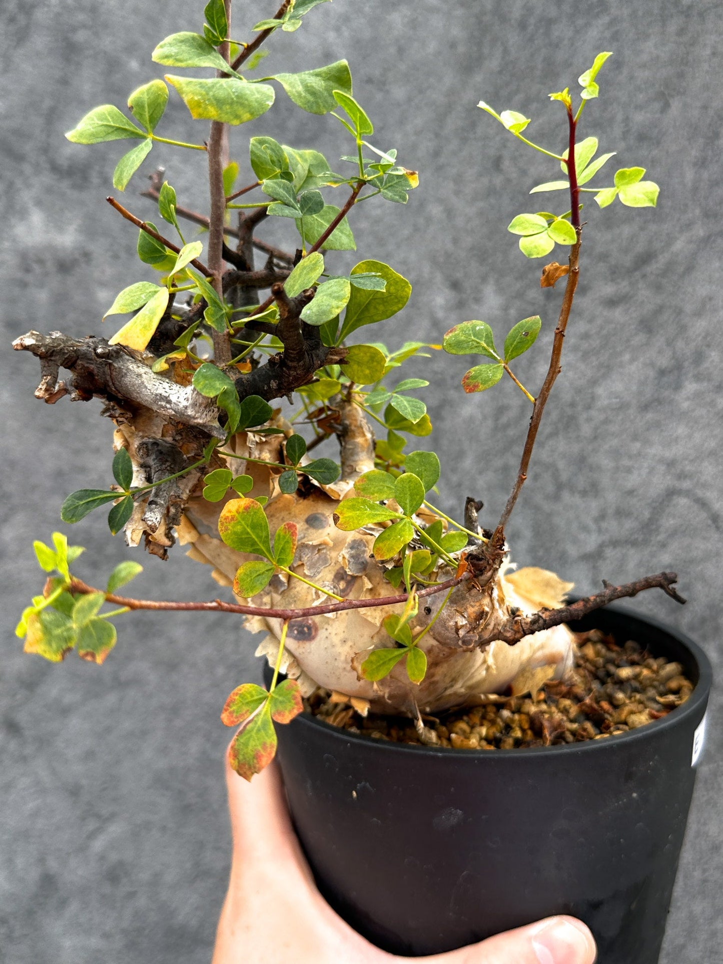 【現品限り】コミフォラ・カタフ ソマリア ピュア 現地株 発根済み【E39】 Commiphora kataf Somalia