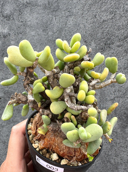 【現品限り】ケラリア・ピグマエア 現地株 2年ほど管理 発根済み【E3】 Ceraria pygmaea