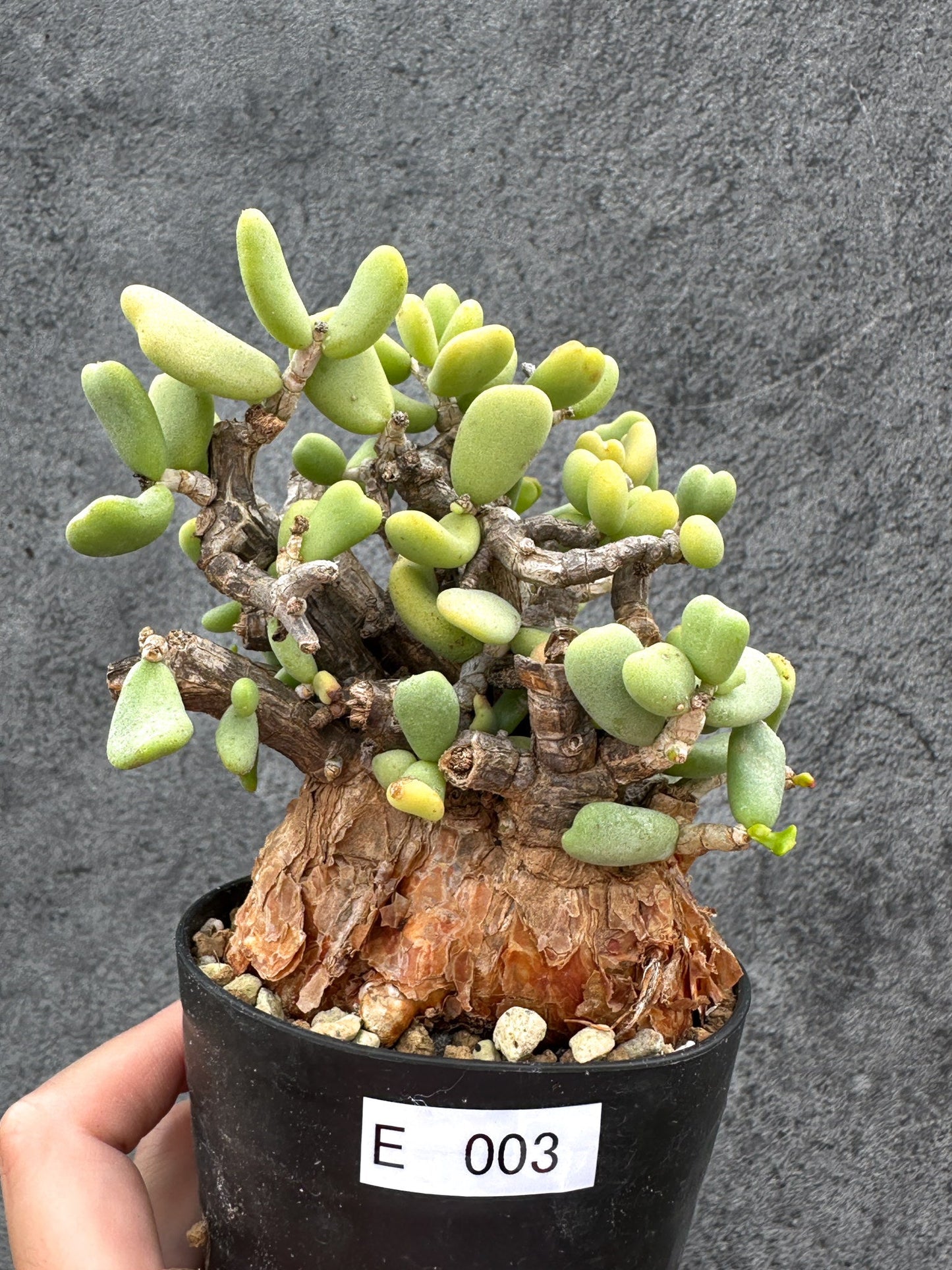 【現品限り】ケラリア・ピグマエア 現地株 2年ほど管理 発根済み【E3】 Ceraria pygmaea