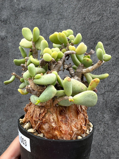 【現品限り】ケラリア・ピグマエア 現地株 2年ほど管理 発根済み【E3】 Ceraria pygmaea