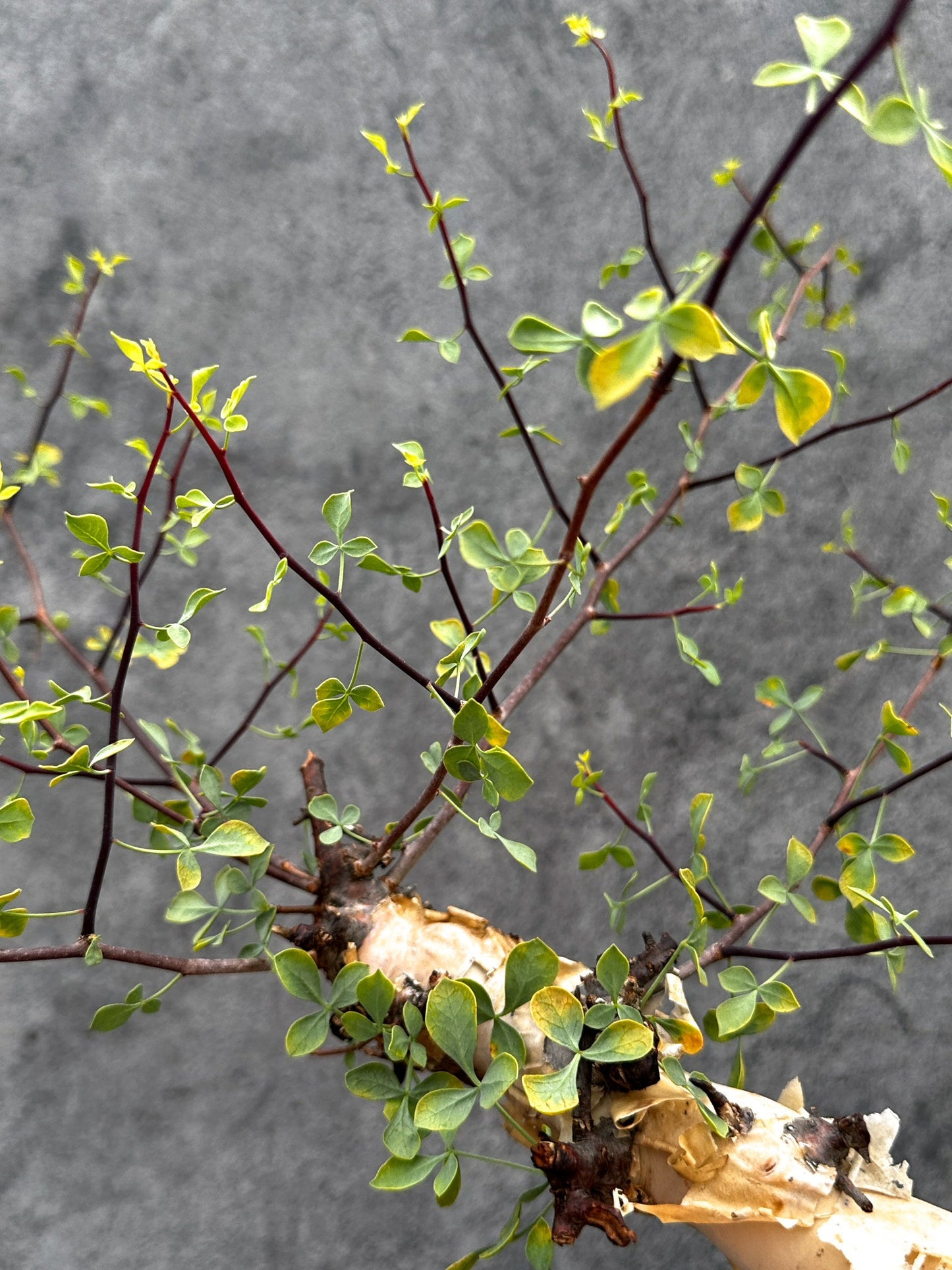 【現品限り】コミフォラ・カタフ ソマリア ピュア 現地株 発根済み【E40】 Commiphora kataf Somalia