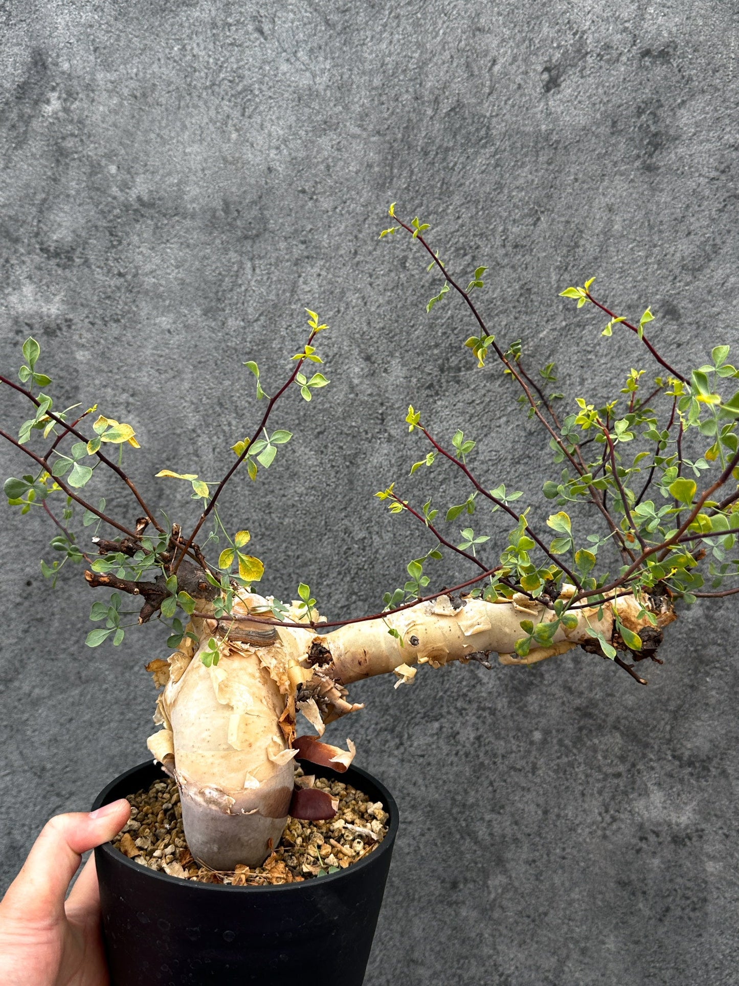 【現品限り】コミフォラ・カタフ ソマリア ピュア 現地株 発根済み【E40】 Commiphora kataf Somalia