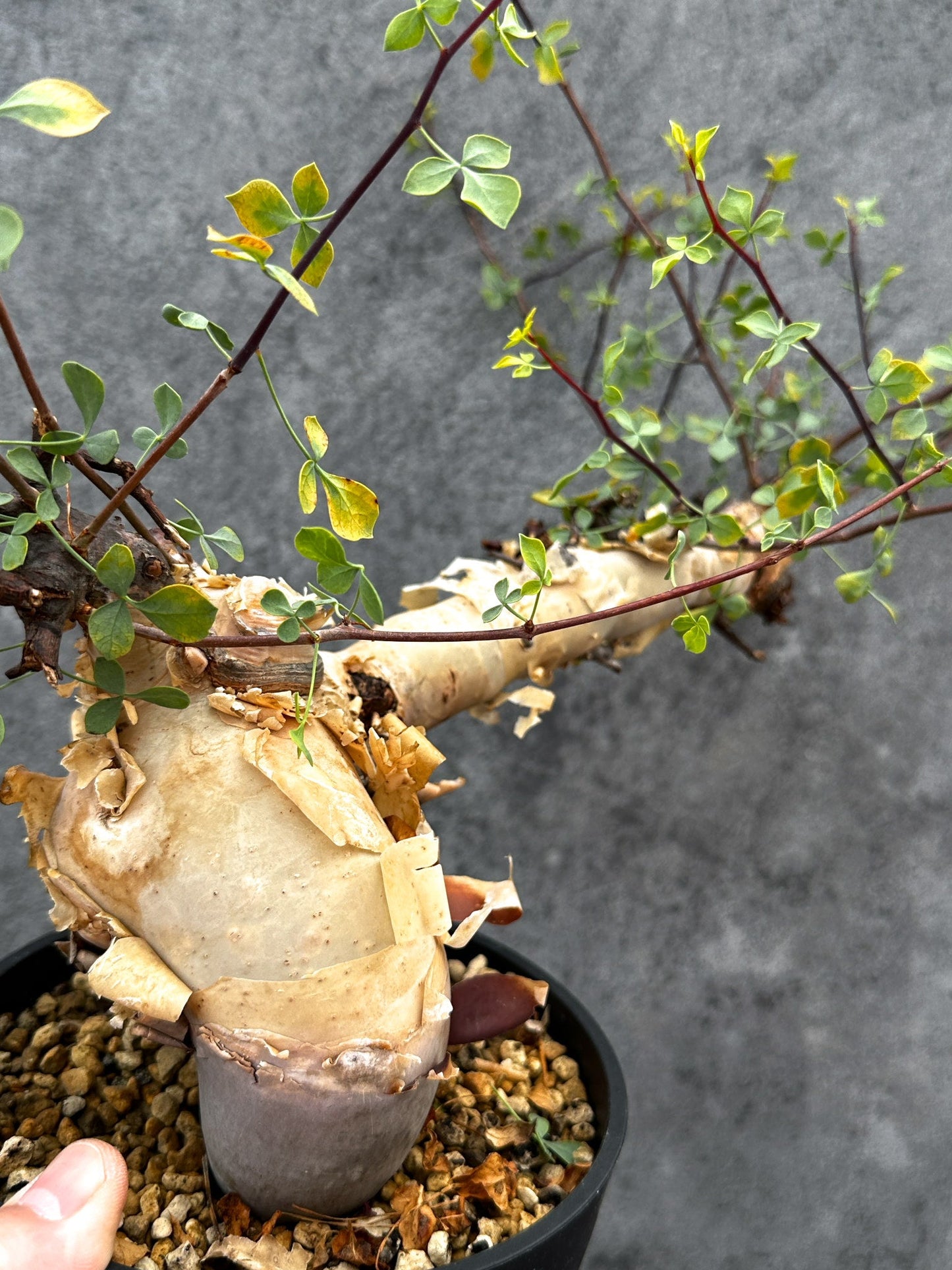 【現品限り】コミフォラ・カタフ ソマリア ピュア 現地株 発根済み【E40】 Commiphora kataf Somalia