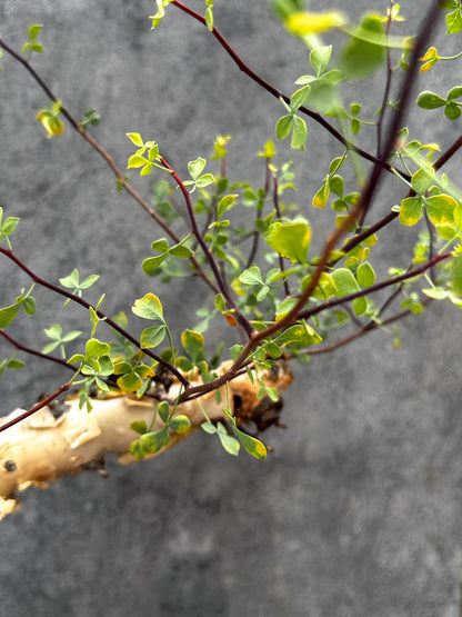 【現品限り】コミフォラ・カタフ ソマリア ピュア 現地株 発根済み【E40】 Commiphora kataf Somalia
