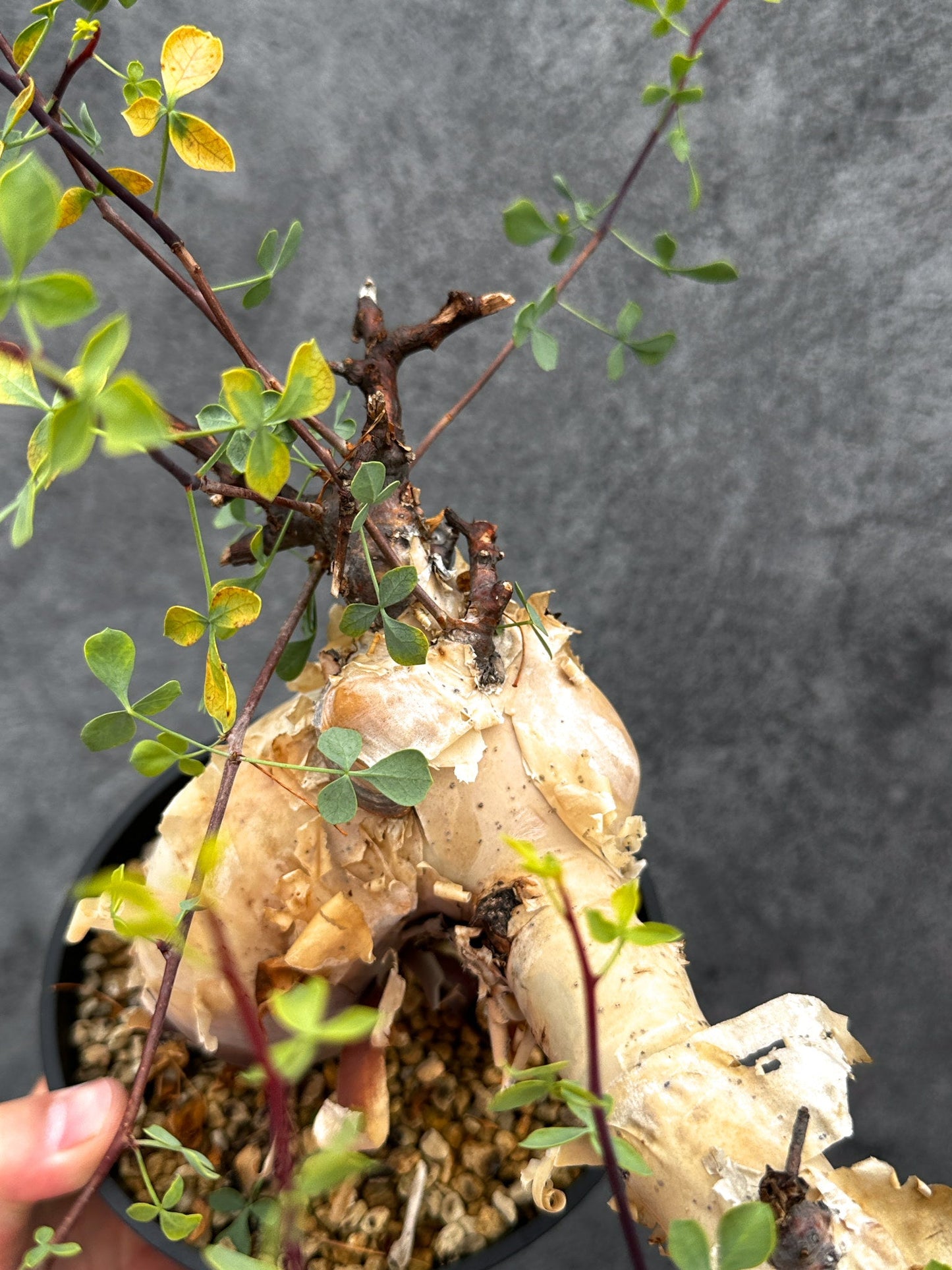 【現品限り】コミフォラ・カタフ ソマリア ピュア 現地株 発根済み【E40】 Commiphora kataf Somalia