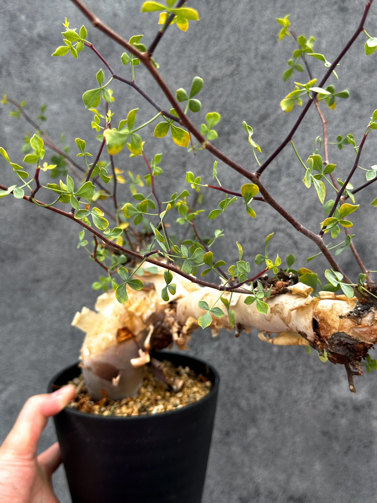 【現品限り】コミフォラ・カタフ ソマリア ピュア 現地株 発根済み【E40】 Commiphora kataf Somalia