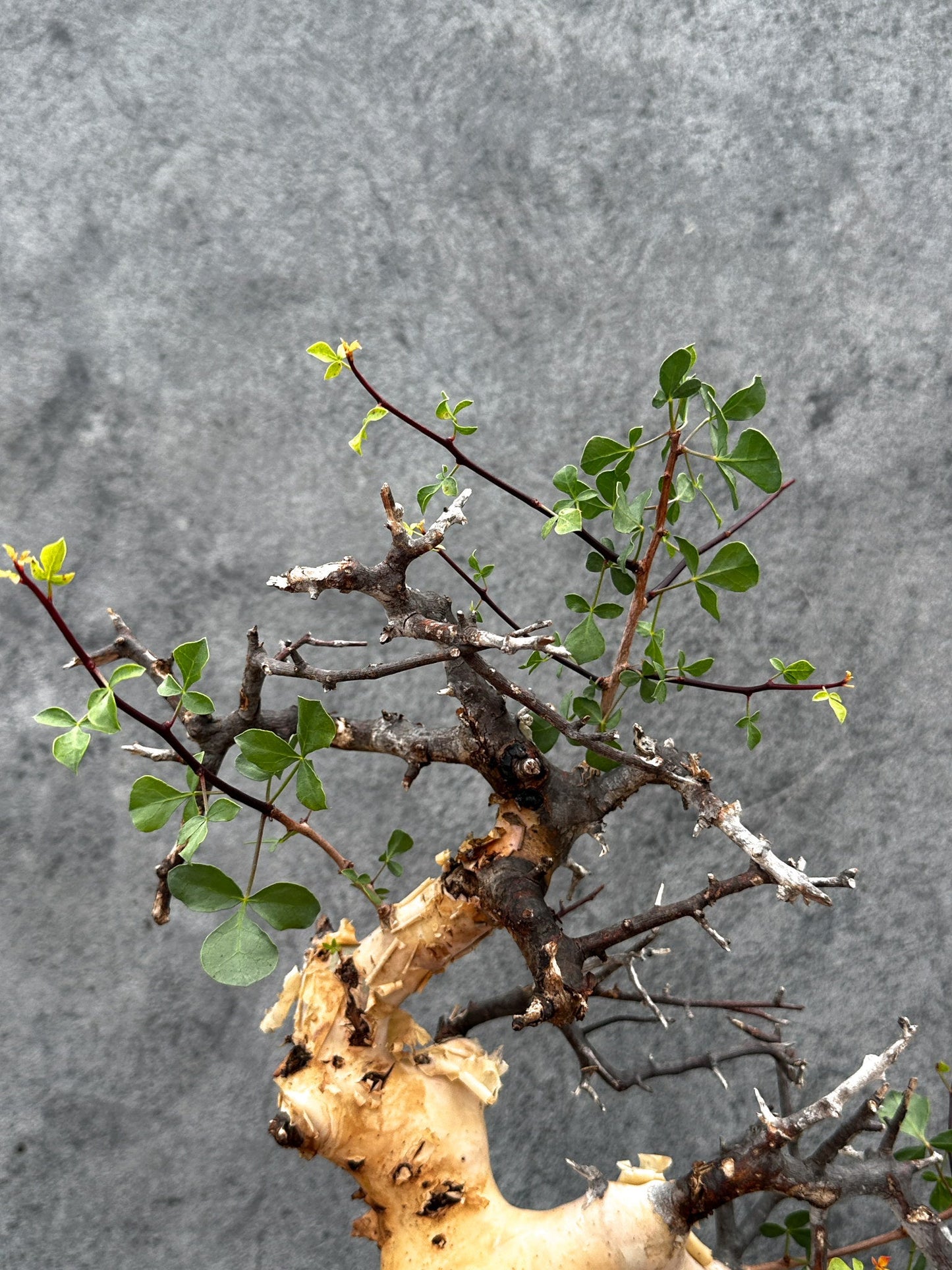 【現品限り】コミフォラ・カタフ ソマリア ピュア 現地株 発根済み【E41】 Commiphora kataf Somalia