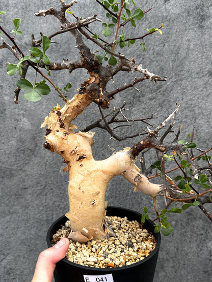 【現品限り】コミフォラ・カタフ ソマリア ピュア 現地株 発根済み【E41】 Commiphora kataf Somalia