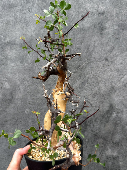 【現品限り】コミフォラ・カタフ ソマリア ピュア 現地株 発根済み【E41】 Commiphora kataf Somalia