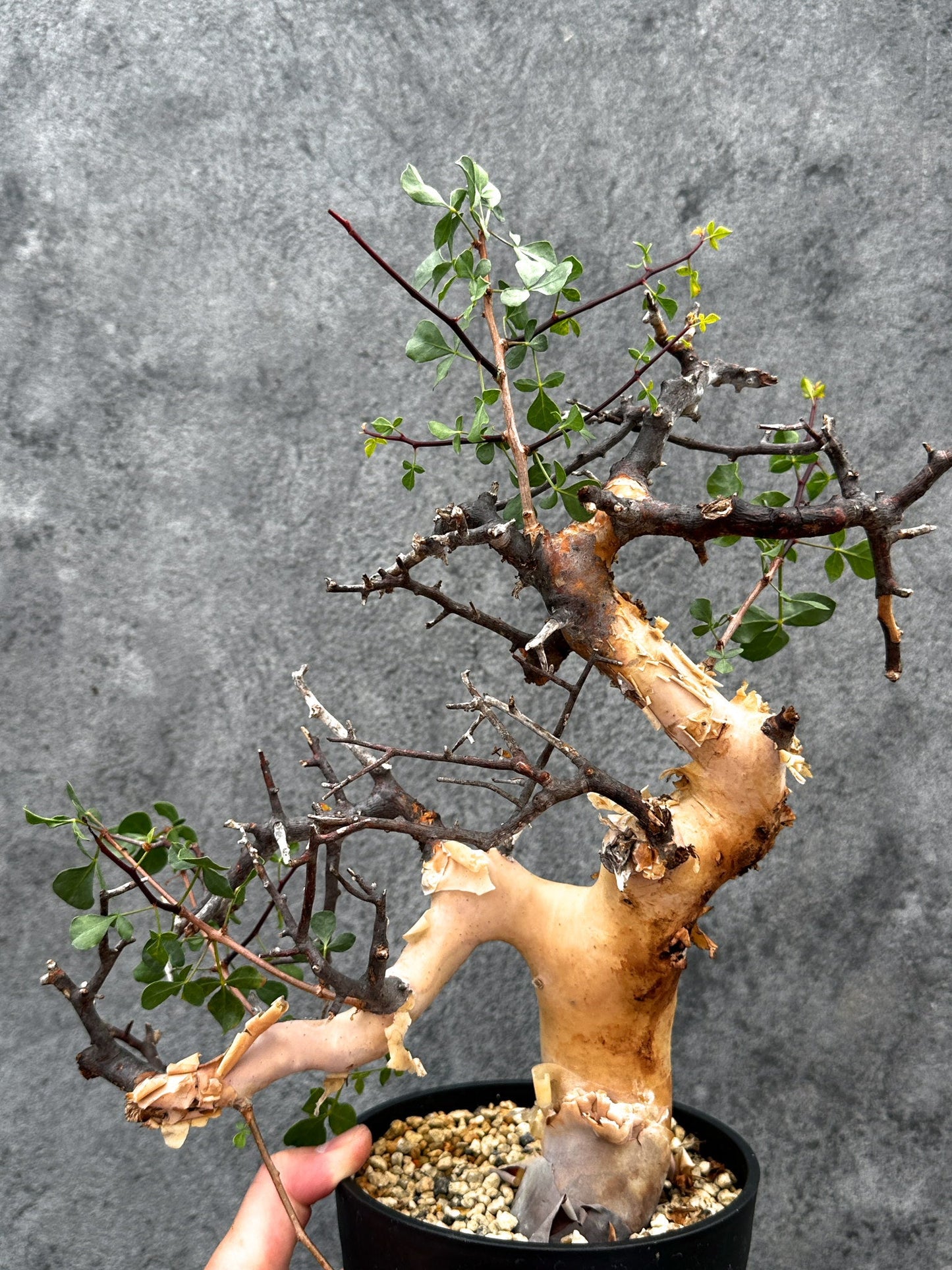 【現品限り】コミフォラ・カタフ ソマリア ピュア 現地株 発根済み【E41】 Commiphora kataf Somalia