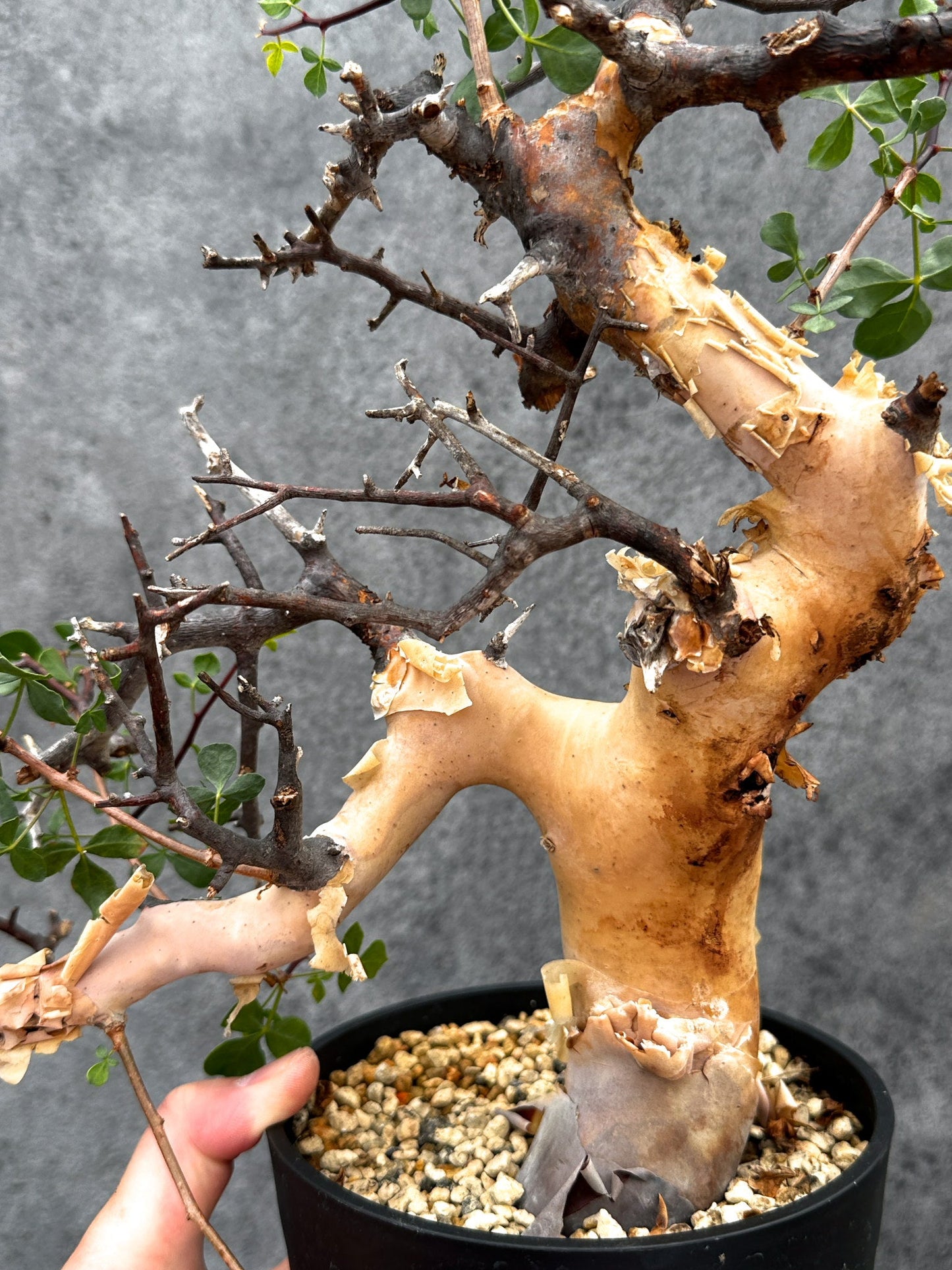 【現品限り】コミフォラ・カタフ ソマリア ピュア 現地株 発根済み【E41】 Commiphora kataf Somalia