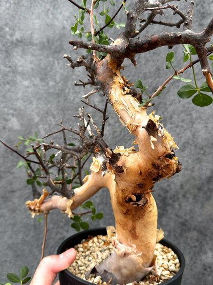 【現品限り】コミフォラ・カタフ ソマリア ピュア 現地株 発根済み【E41】 Commiphora kataf Somalia
