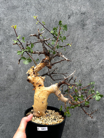【現品限り】コミフォラ・カタフ ソマリア ピュア 現地株 発根済み【E41】 Commiphora kataf Somalia