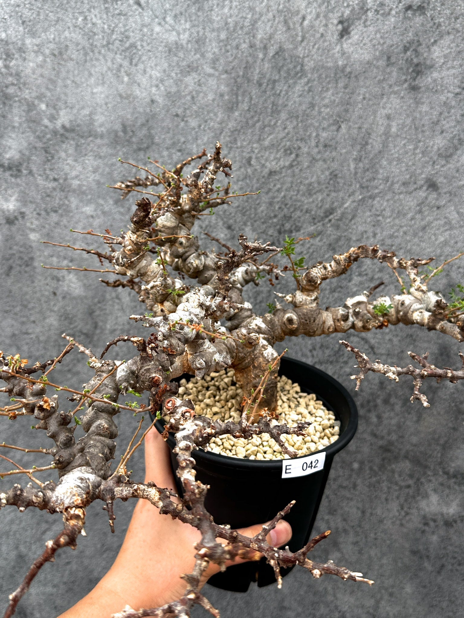 コミフォラ・エイル 現地株 発根済み【E42】 Commiphora Eyl 塊根植物