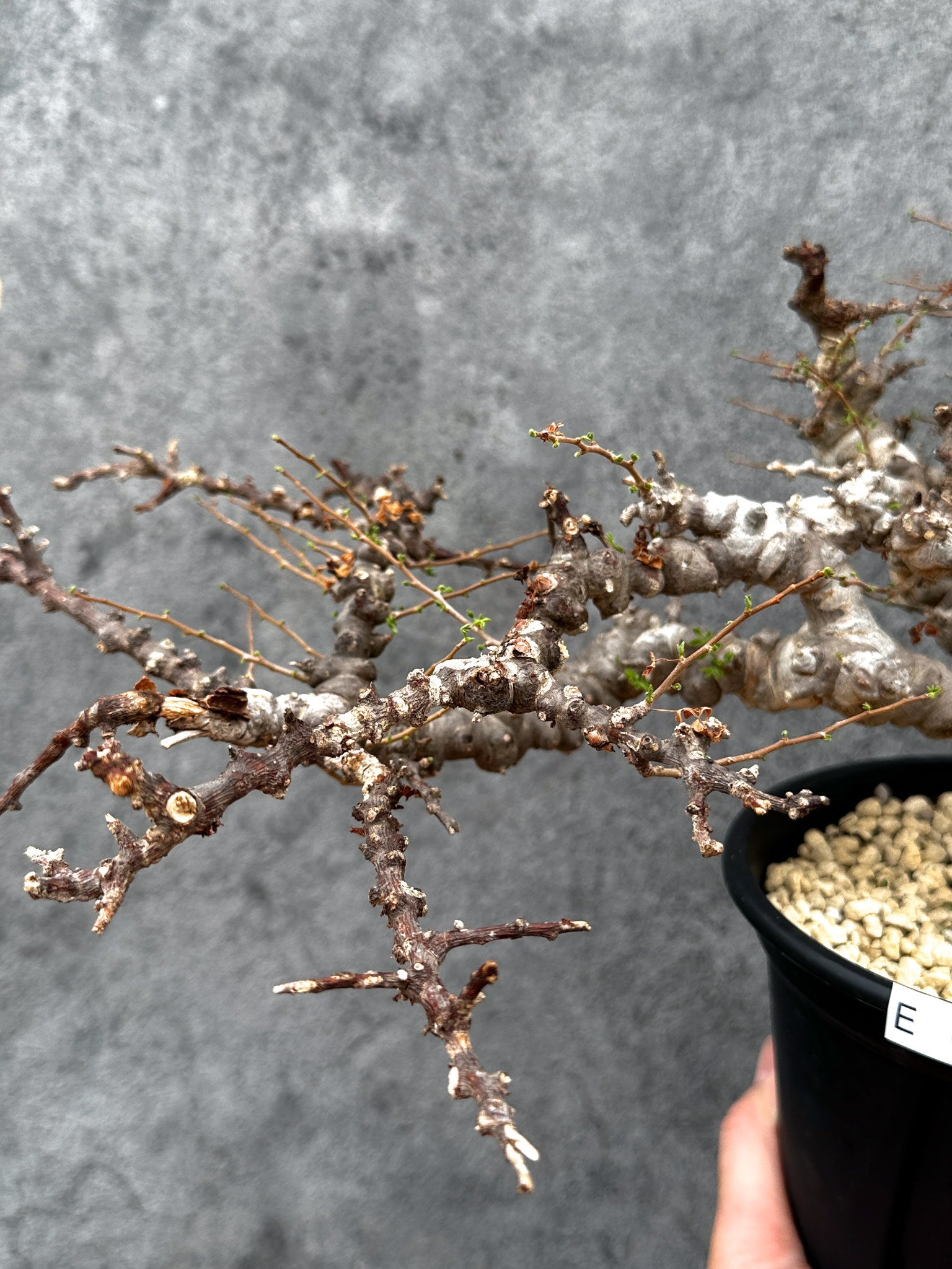 コミフォラ エイル 発根済み 大株XLサイズ コミフォラ・エイル 現地株 発根済み【E43】 Commiphora Eyl 塊根植物