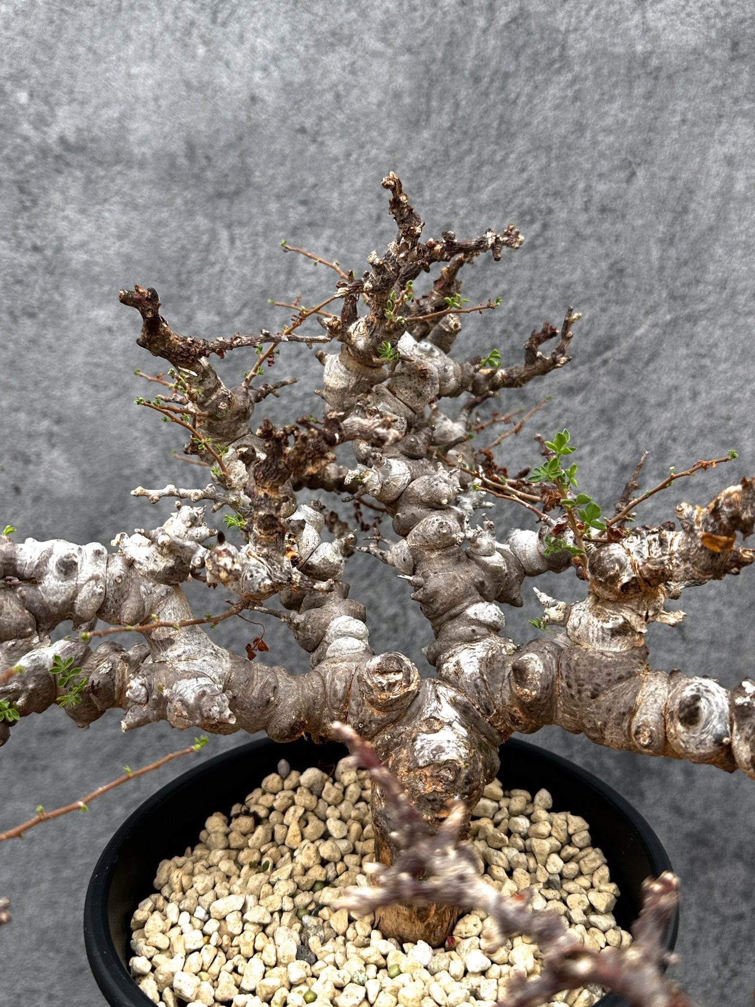 ③送料無料　コミフォラ　エイル Commiphora sp. somalia eyl / コミフォラ エイル (微発根) |