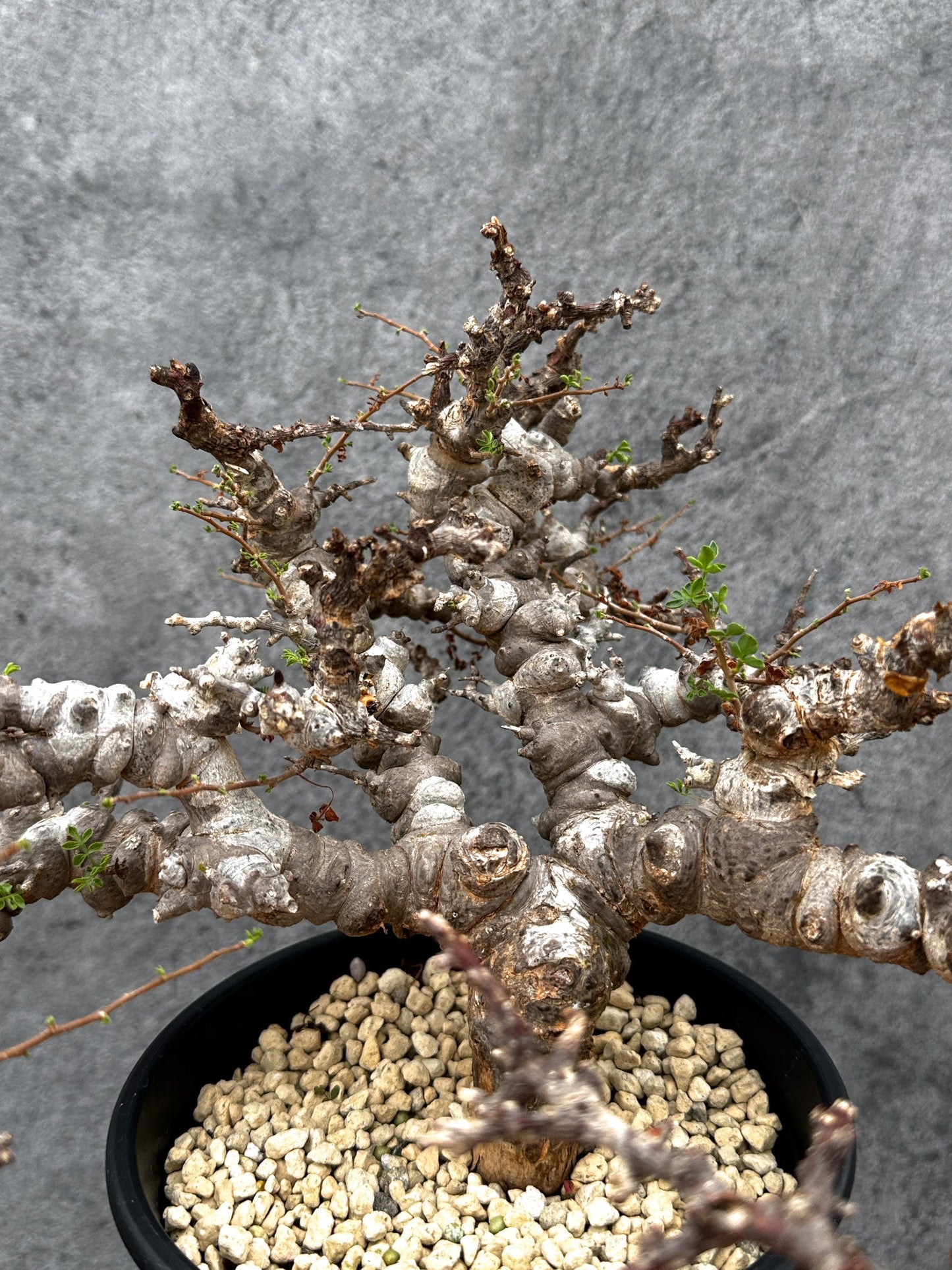 【現品限り】コミフォラ・エイル 現地株 発根済み【E42】 Commiphora Eyl