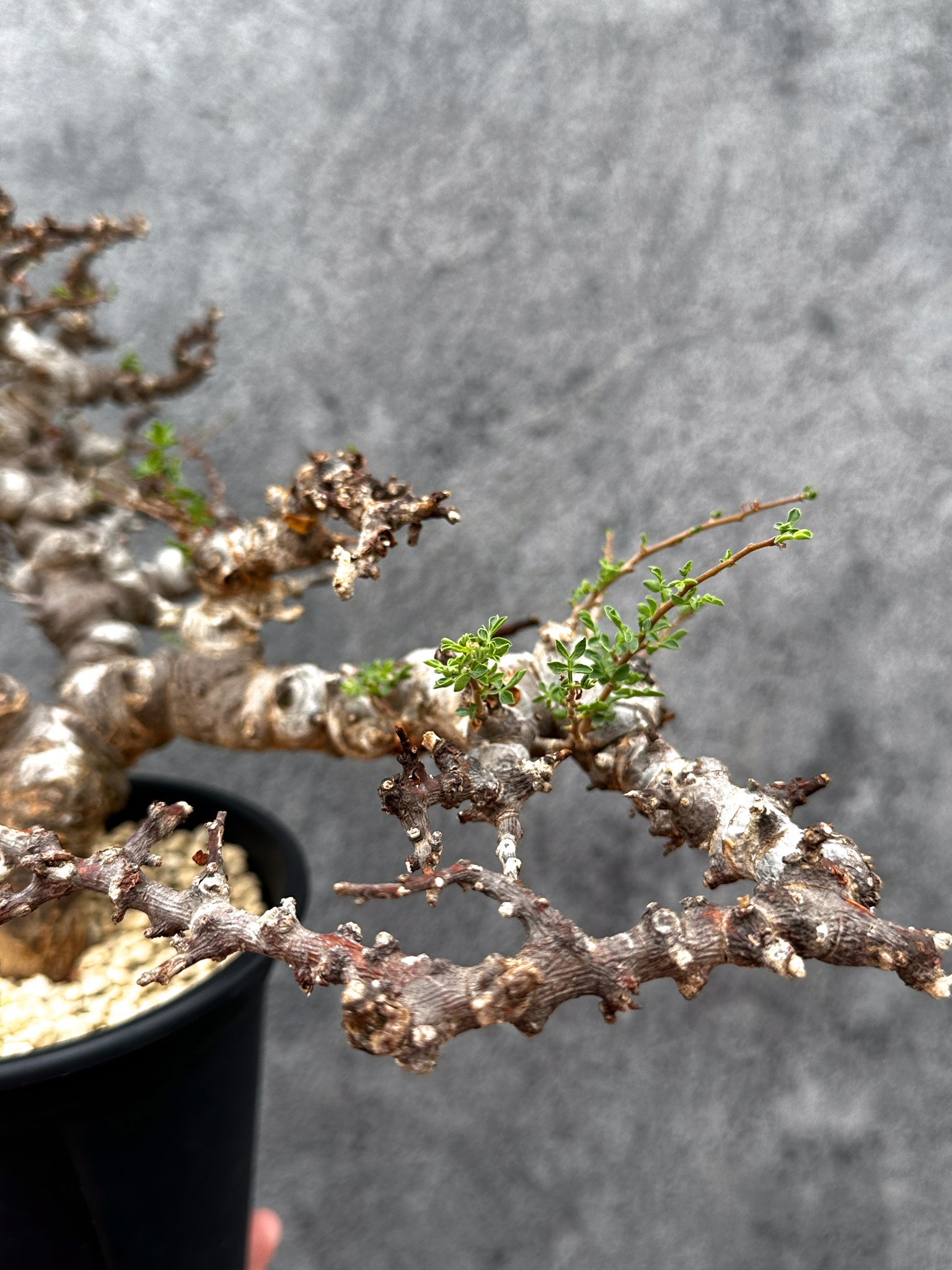 コミフォラ・エイル 現地株 発根済み【E42】 Commiphora Eyl 塊根植物