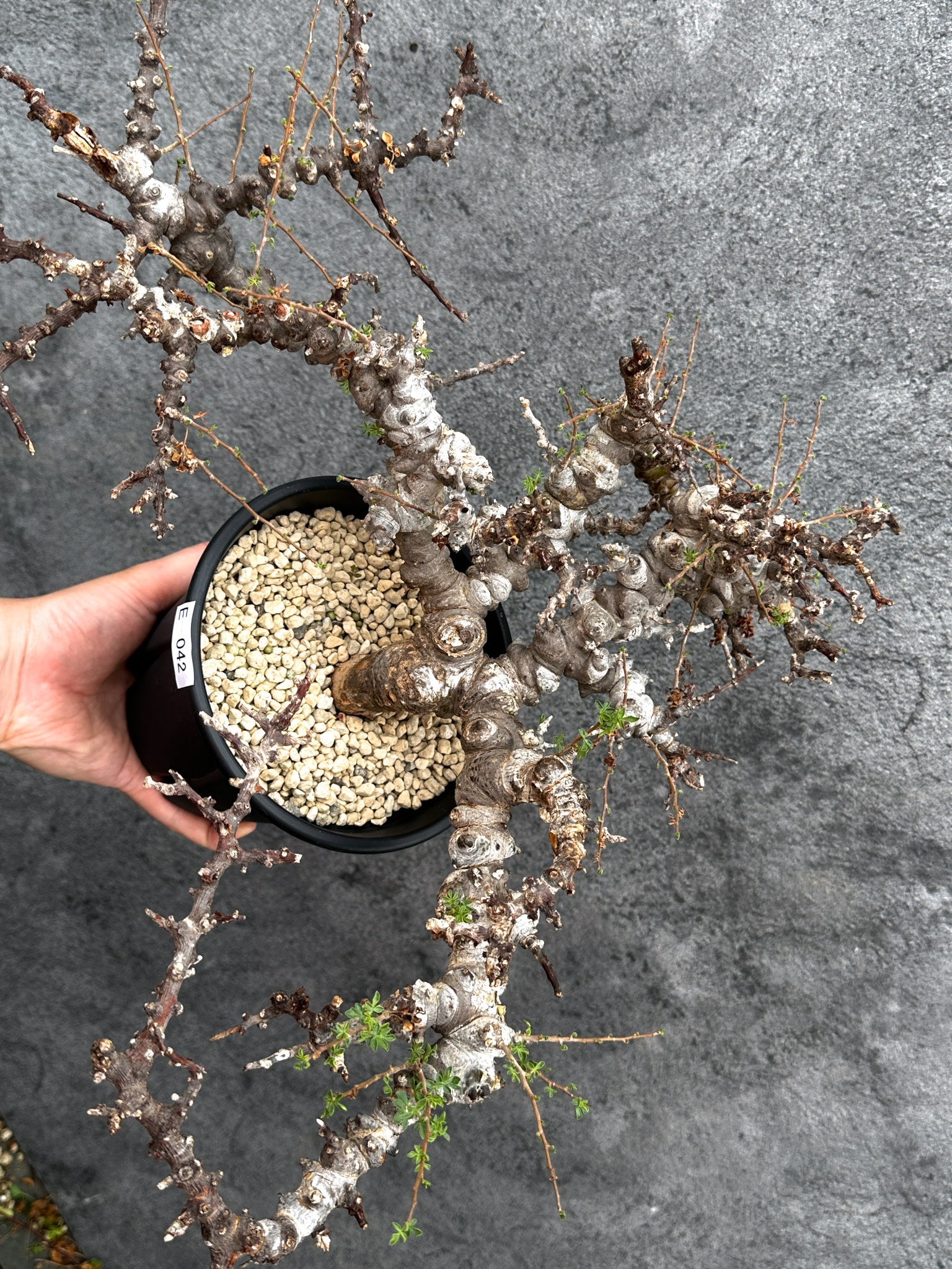コミフォラ・エイル 現地株 発根済み【E42】 Commiphora Eyl 塊根植物