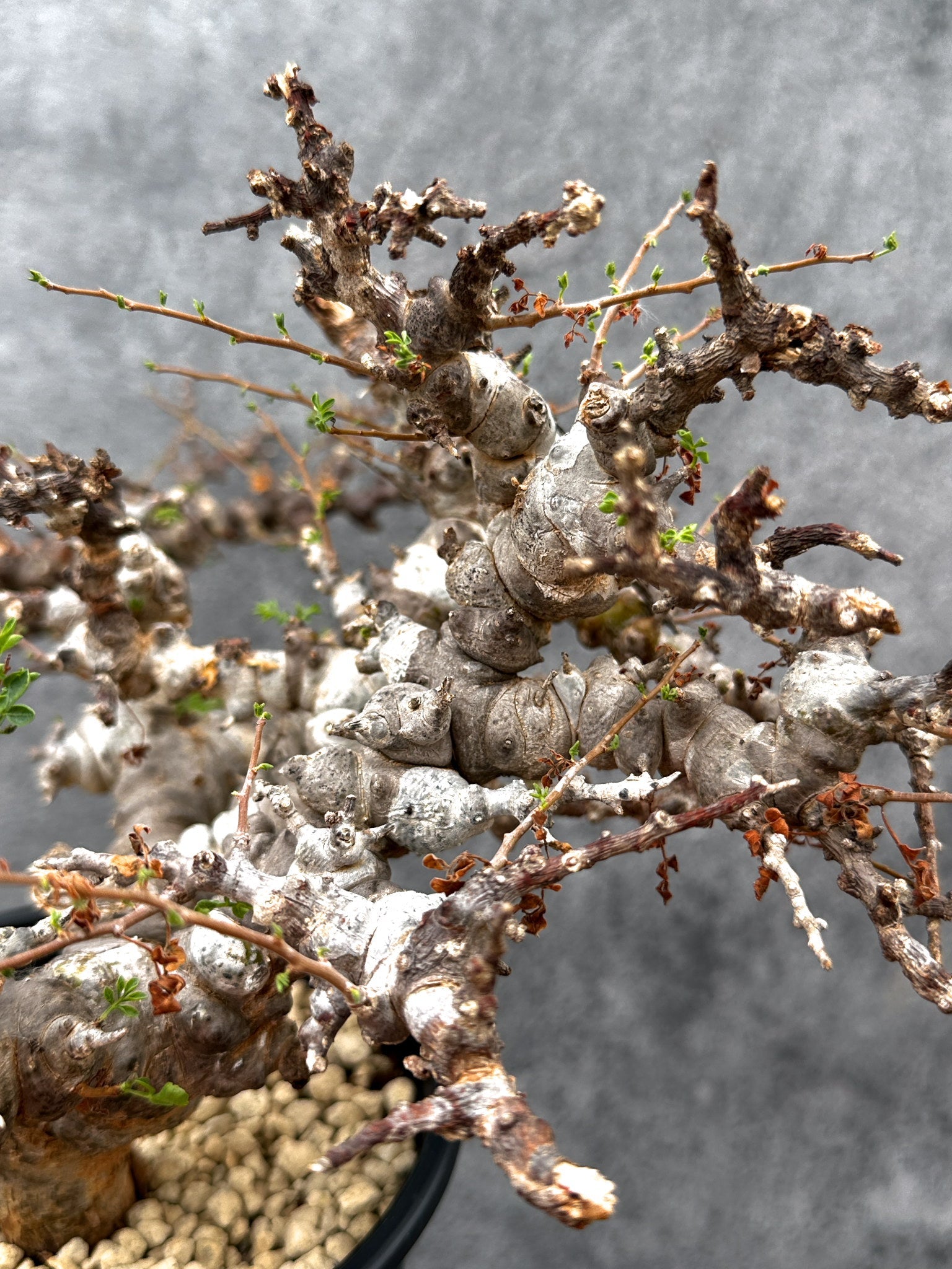 コミフォラ・エイル（Commiphora eyl）※発根済 美樹形 コミフォラ・エイル 現地株 発根済み【E42】 Commiphora Eyl 塊根植物