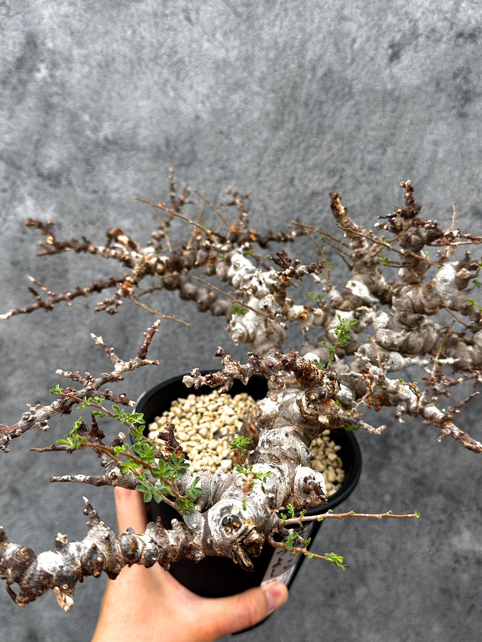 コミフォラ・エイル 現地株 発根済み【E42】 Commiphora Eyl 塊根植物