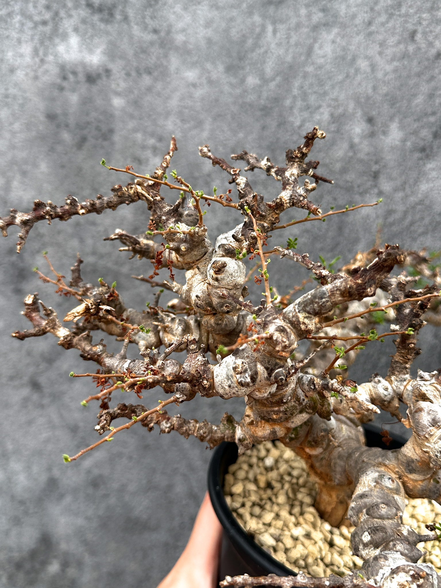 コミフォラ・エイル 現地株 発根済み【E42】 Commiphora Eyl 塊根植物