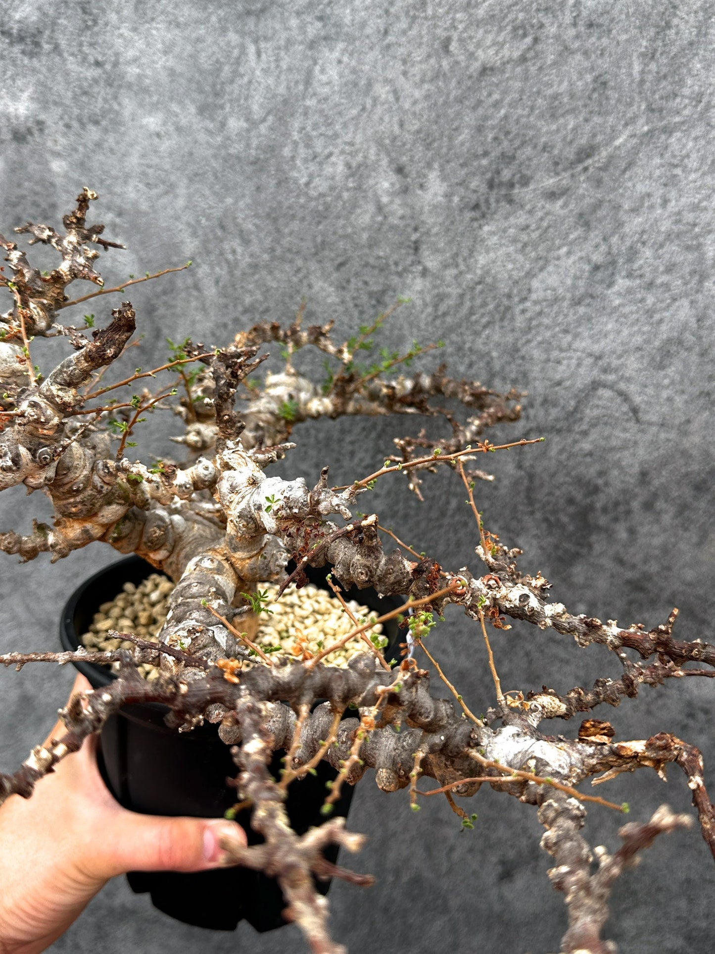 【現品限り】コミフォラ・エイル 現地株 発根済み【E42】 Commiphora Eyl
