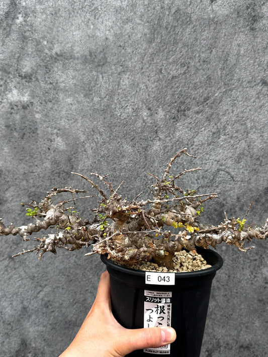 【現品限り】コミフォラ・エイル 現地株 発根済み【E43】 Commiphora Eyl