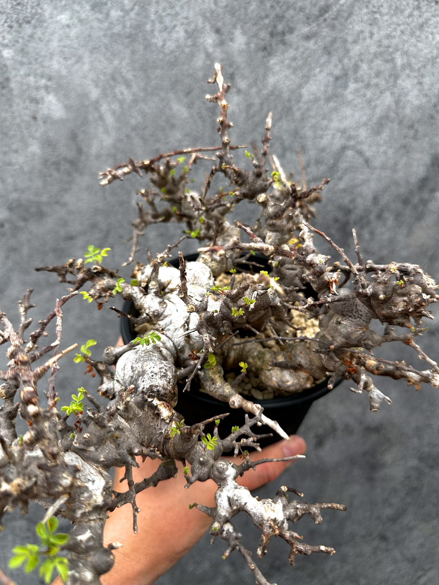 【希少株】コミフォラ エイル 現地球 発根済 塊根植物 サボテン コーデックス RAFLUMコレクション】コミフォラ エイル 【現地球/発根済み】A