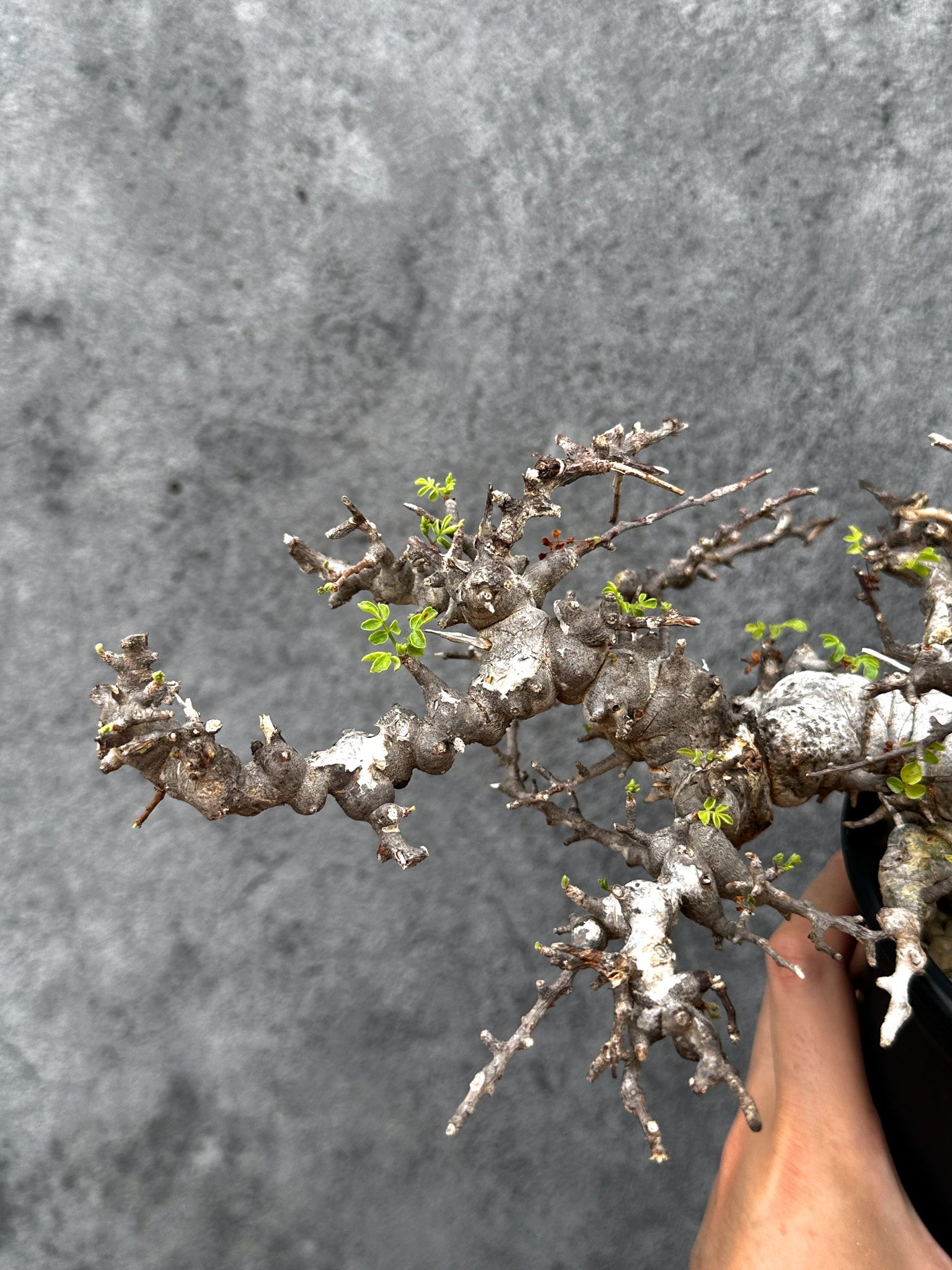 コミフォラ・エイル 現地株 発根済み【E43】 Commiphora Eyl 塊根植物