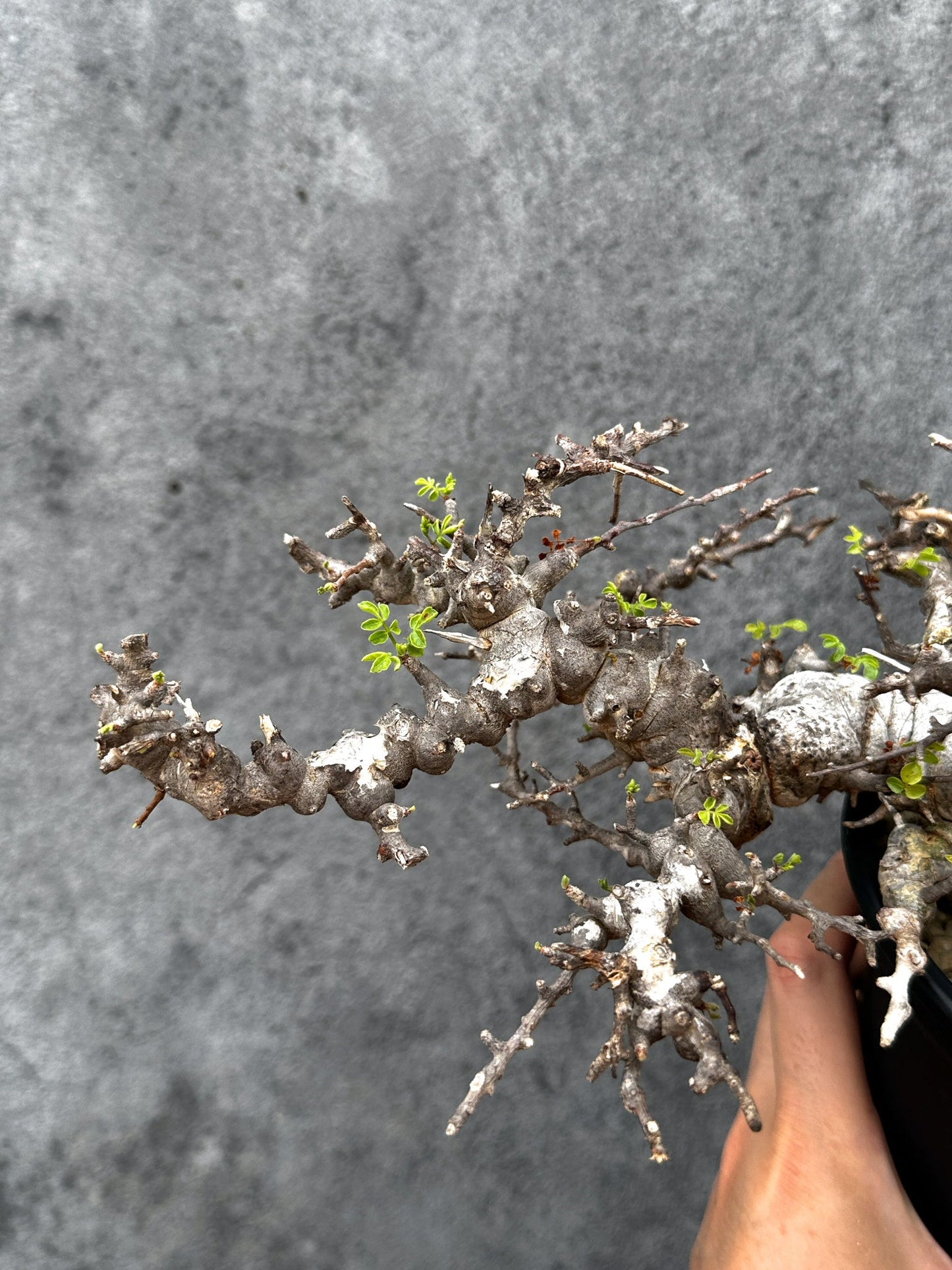 【現品限り】コミフォラ・エイル 現地株 発根済み【E43】 Commiphora Eyl