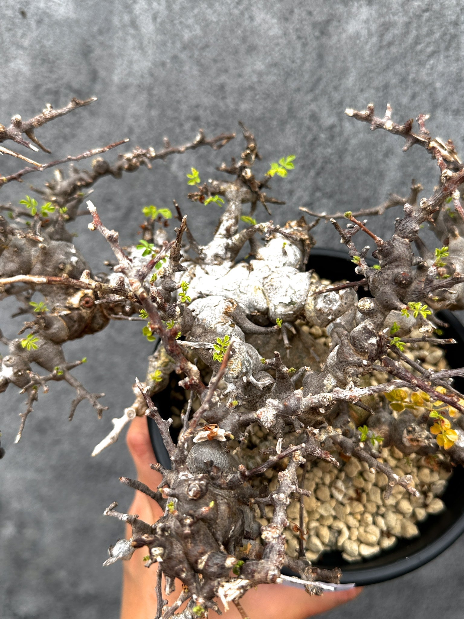 コミフォラ コミフォラエミニー 塊根植物 発根済 塊根 コミフォラエミニー | STORES