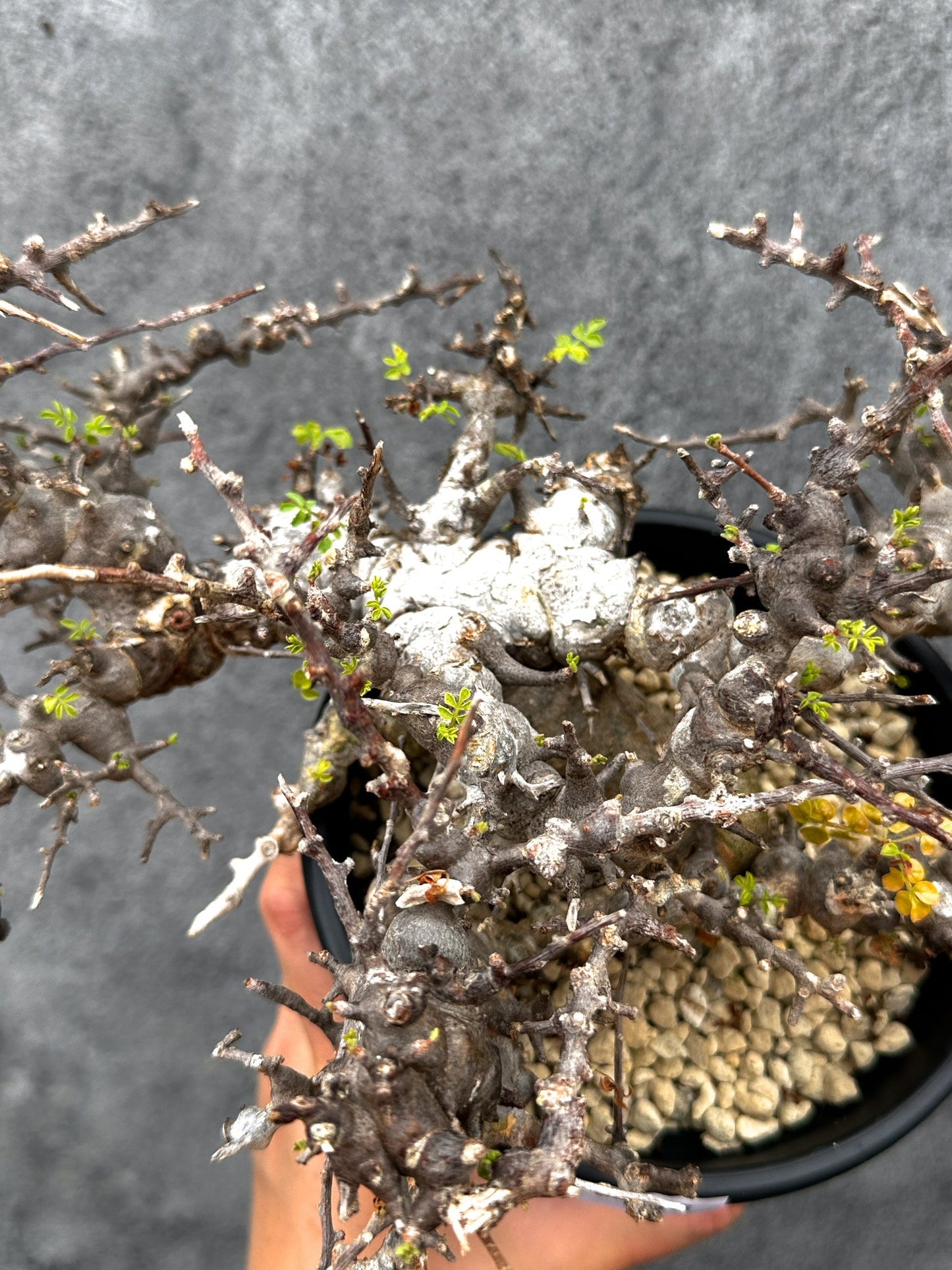 【現品限り】コミフォラ・エイル 現地株 発根済み【E43】 Commiphora Eyl