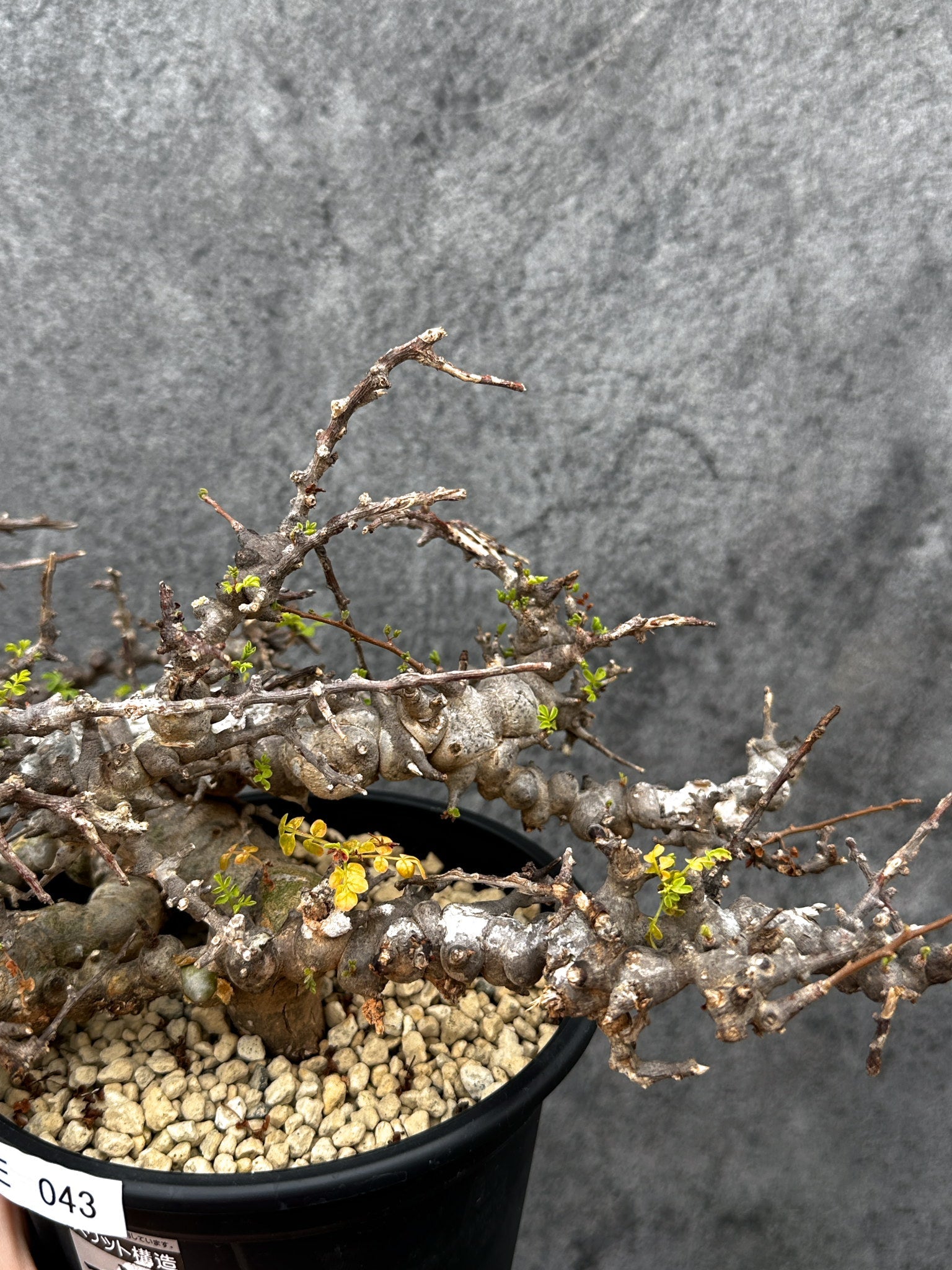 コミフォラ・エイル 現地株 発根済み【E43】 Commiphora Eyl 塊根植物