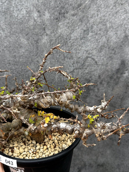 【現品限り】コミフォラ・エイル 現地株 発根済み【E43】 Commiphora Eyl