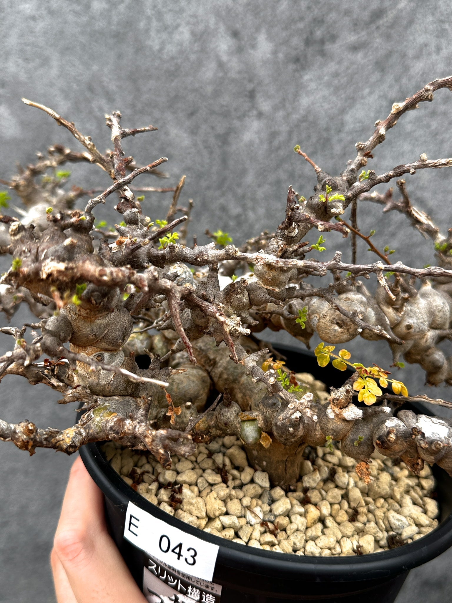コミフォラ　エイル コミフォラ エイル Commiphora eyl RM:2025/4/9 発根管理開始から2ヶ月