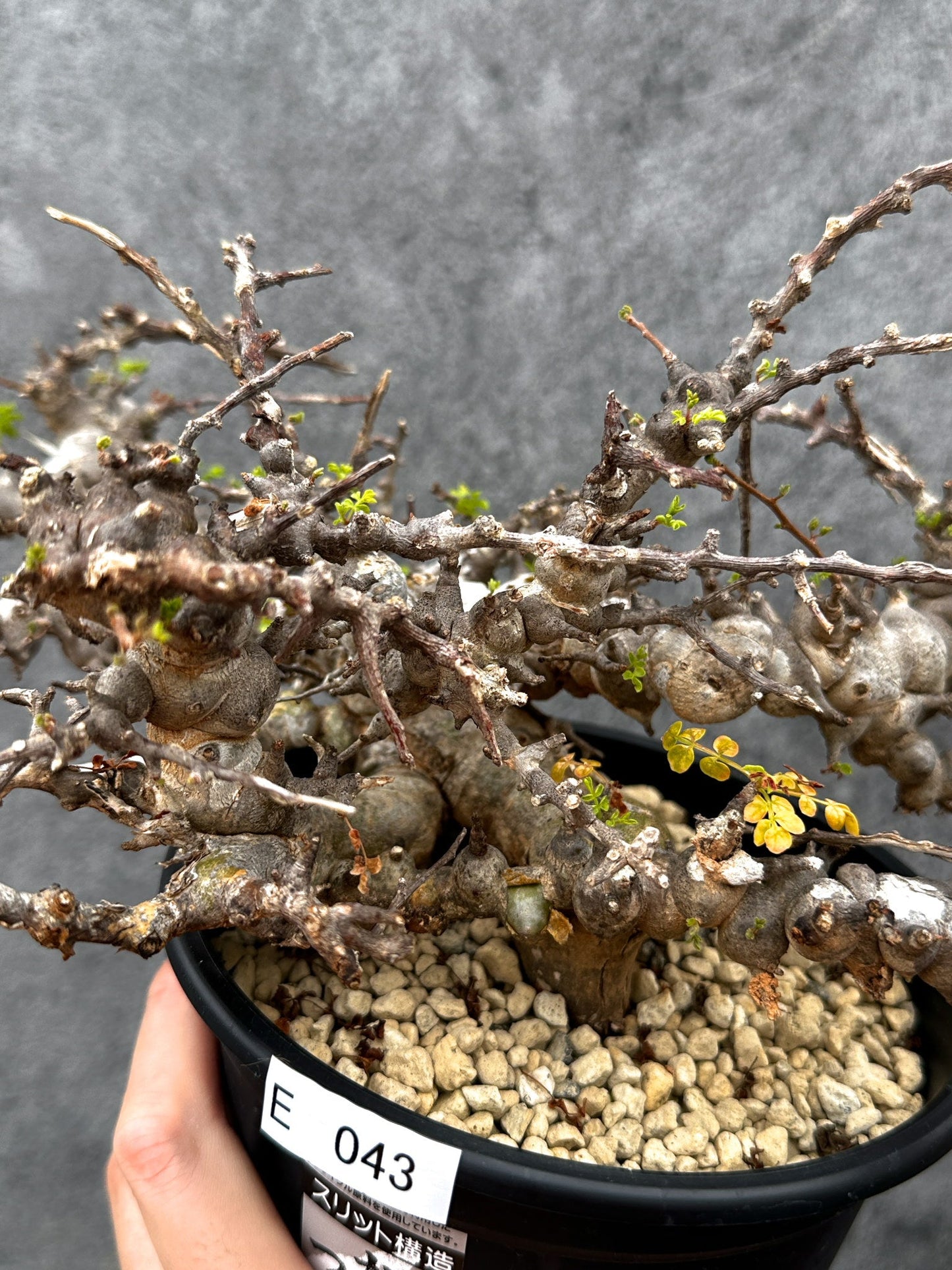 【現品限り】コミフォラ・エイル 現地株 発根済み【E43】 Commiphora Eyl