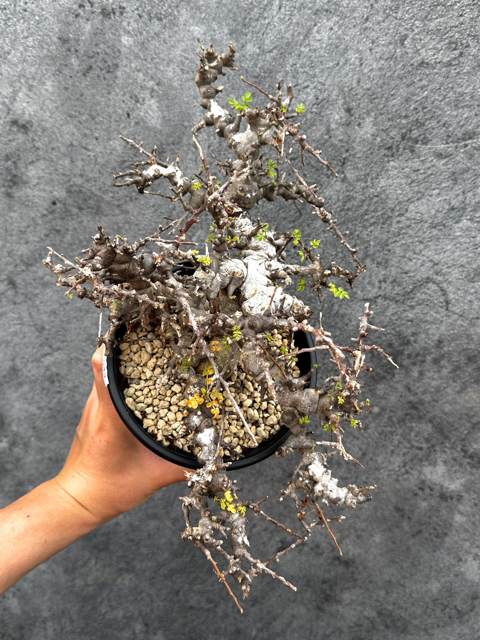 コミフォラ・エイル 現地株 発根済み【E43】 Commiphora Eyl 塊根植物