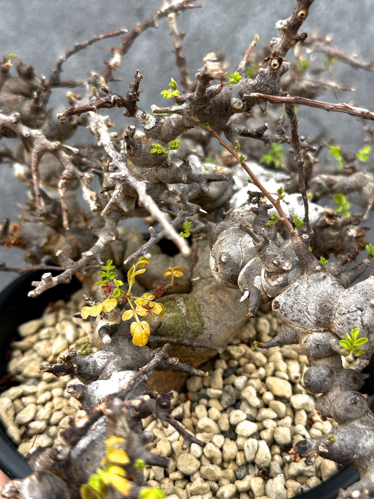 コミフォラ・エイル 現地株 発根済み【E43】 Commiphora Eyl 塊根植物