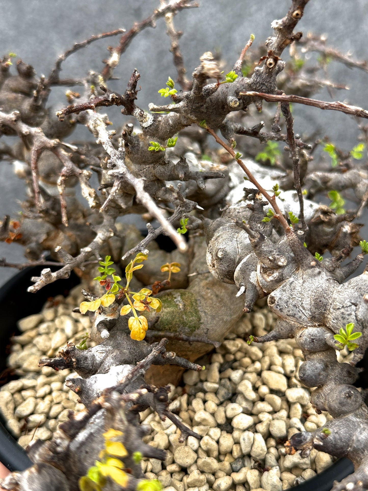 【現品限り】コミフォラ・エイル 現地株 発根済み【E43】 Commiphora Eyl