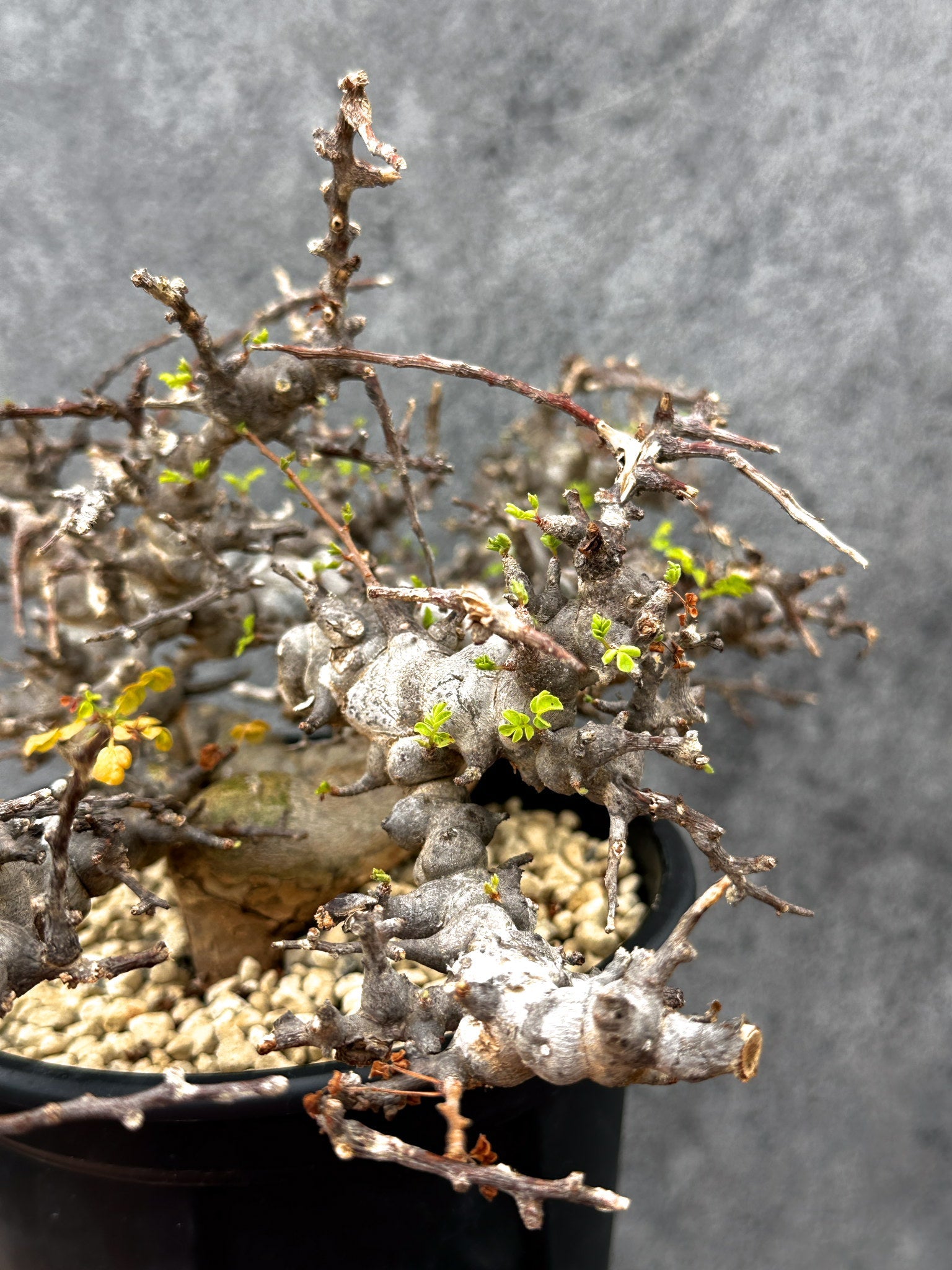 大株 灌木系 塊根植物 コミフォラ エイルCommiphora sp.Eyl 新着】Commiphora Eyl【最高の灌木 ・コンパクトなサイズ感