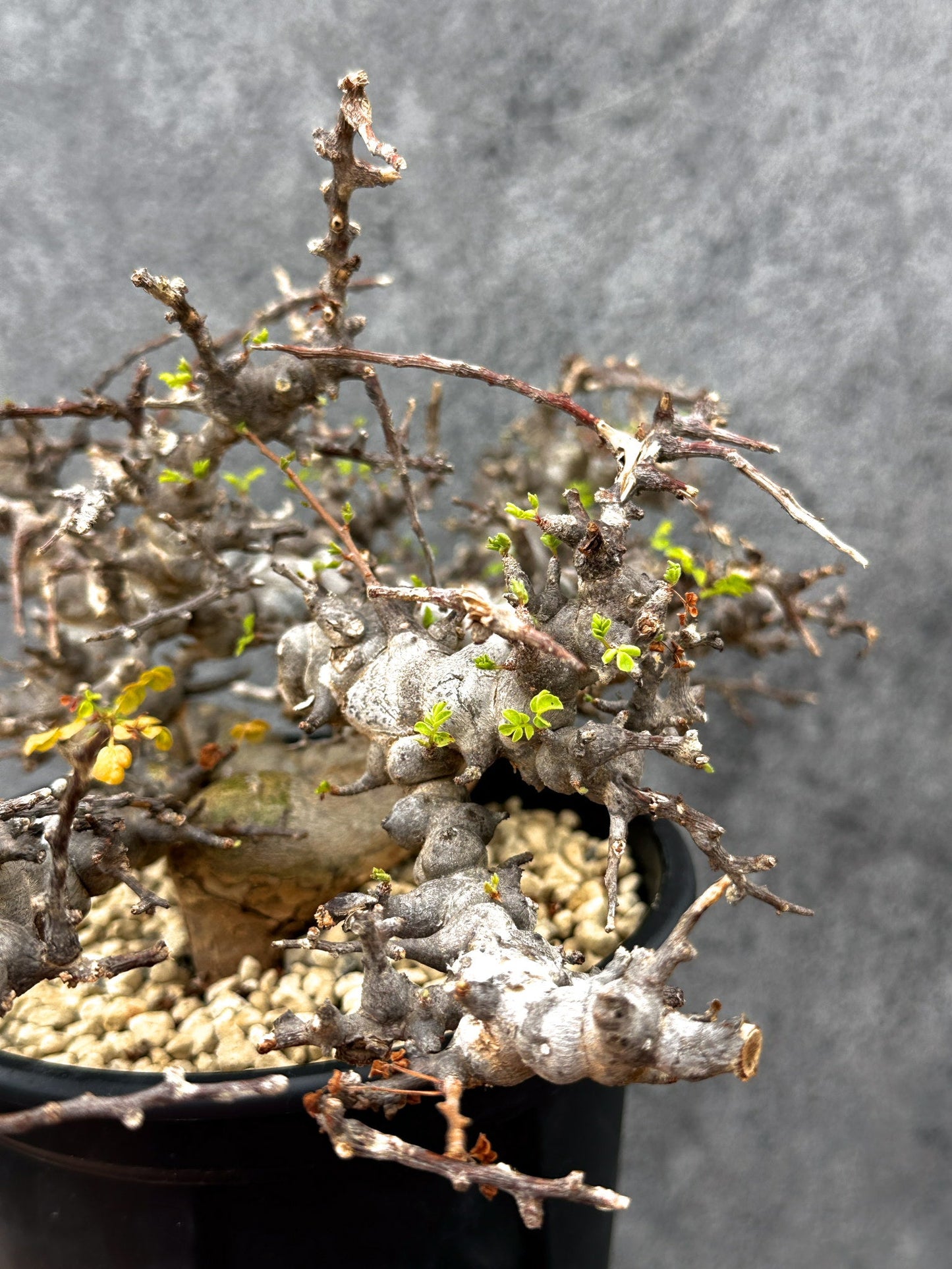 【現品限り】コミフォラ・エイル 現地株 発根済み【E43】 Commiphora Eyl