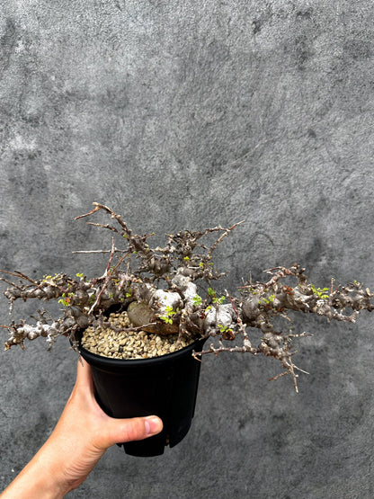 【現品限り】コミフォラ・エイル 現地株 発根済み【E43】 Commiphora Eyl