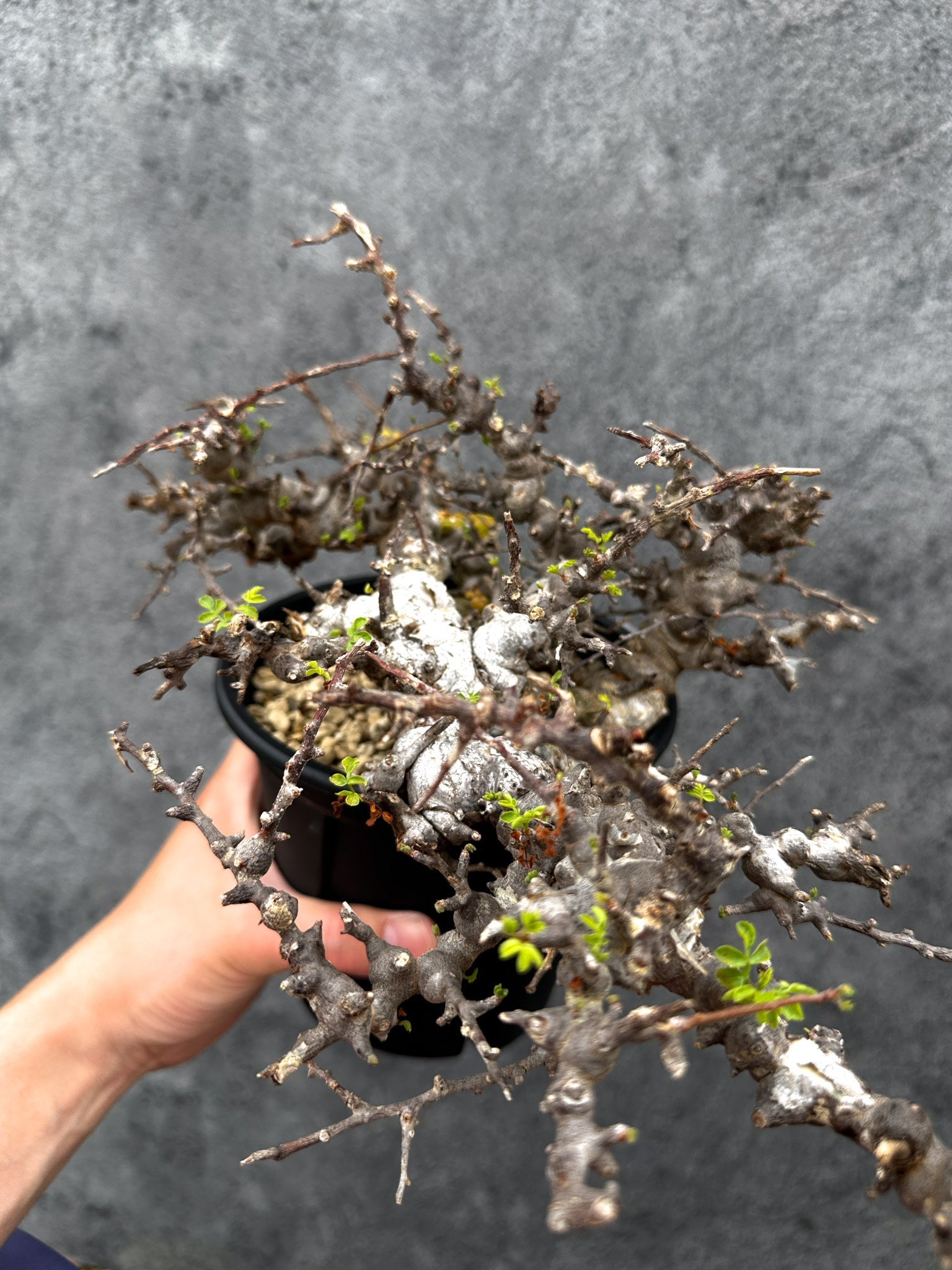コミフォラ・エイル 現地株 発根済み【E43】 Commiphora Eyl 塊根植物