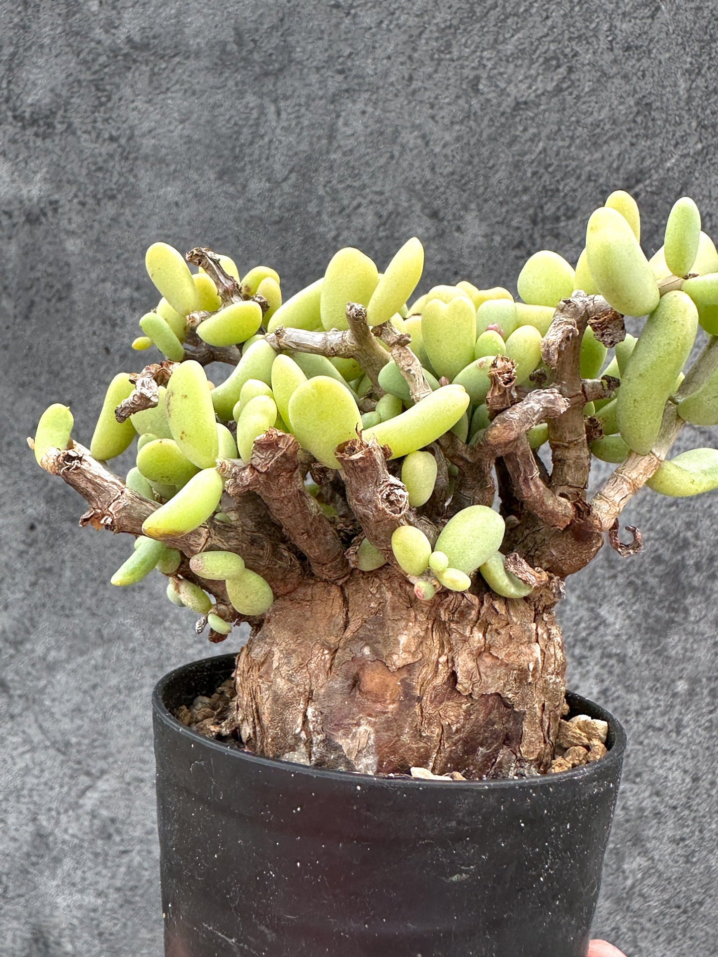 【現品限り】ケラリア・ピグマエア 現地株 2年ほど管理 発根済み【E4】 Ceraria pygmaea