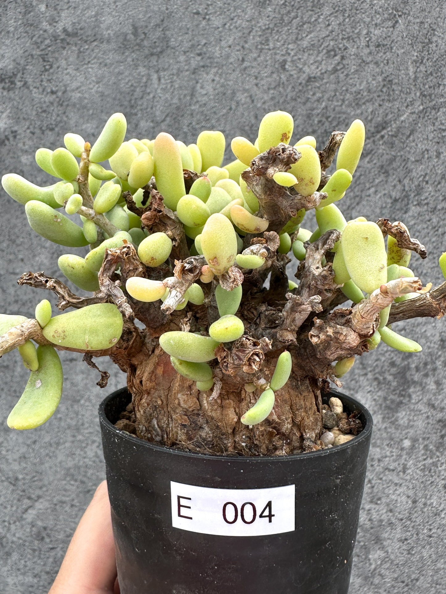 【現品限り】ケラリア・ピグマエア 現地株 2年ほど管理 発根済み【E4】 Ceraria pygmaea