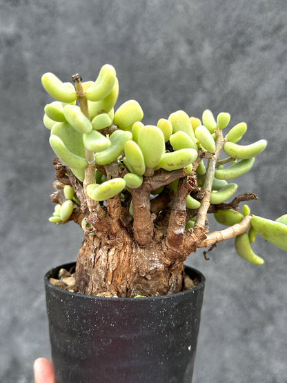 【現品限り】ケラリア・ピグマエア 現地株 2年ほど管理 発根済み【E4】 Ceraria pygmaea