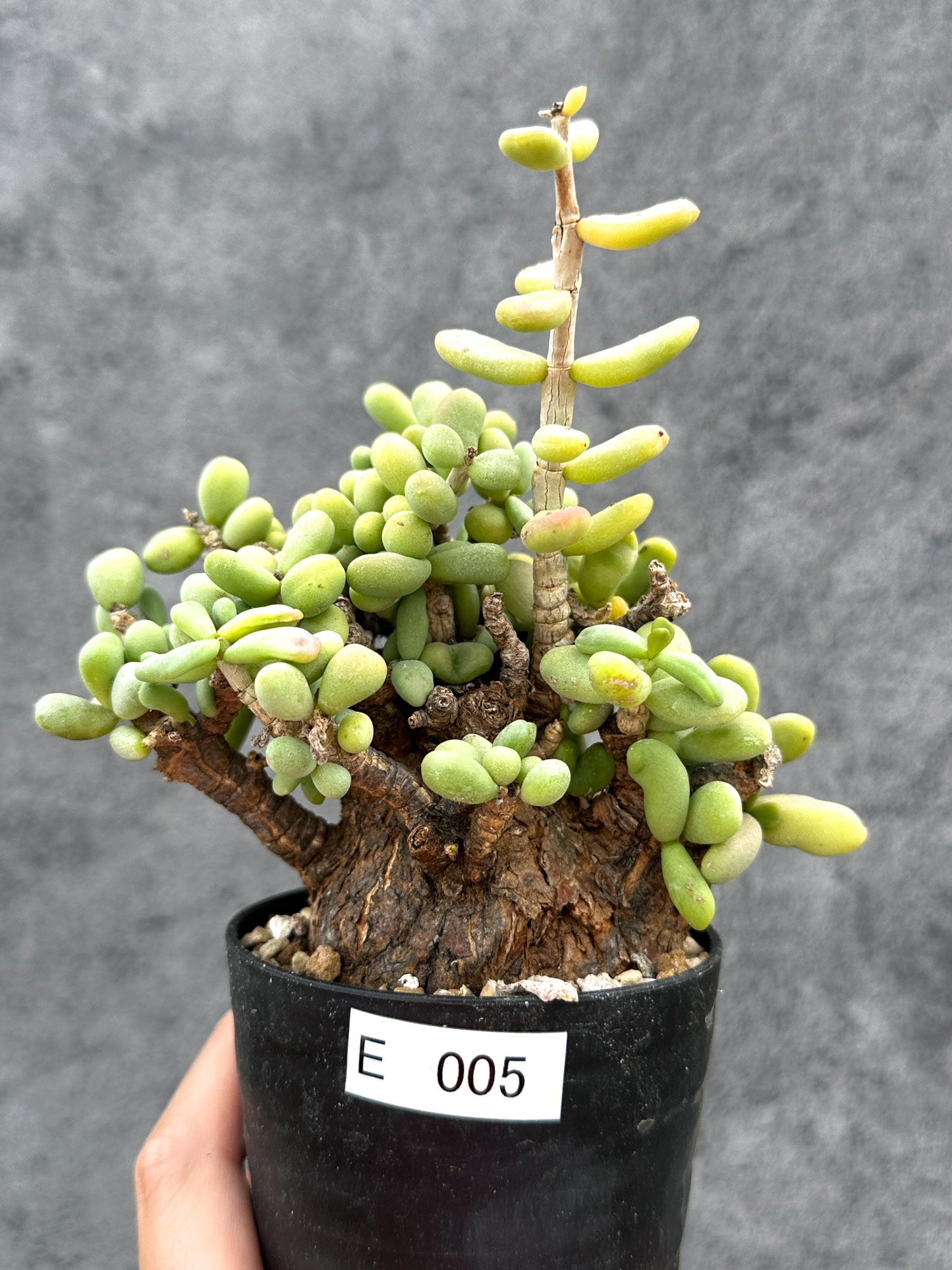 【現品限り】ケラリア・ピグマエア 現地株 2年ほど管理 発根済み【E5】 Ceraria pygmaea