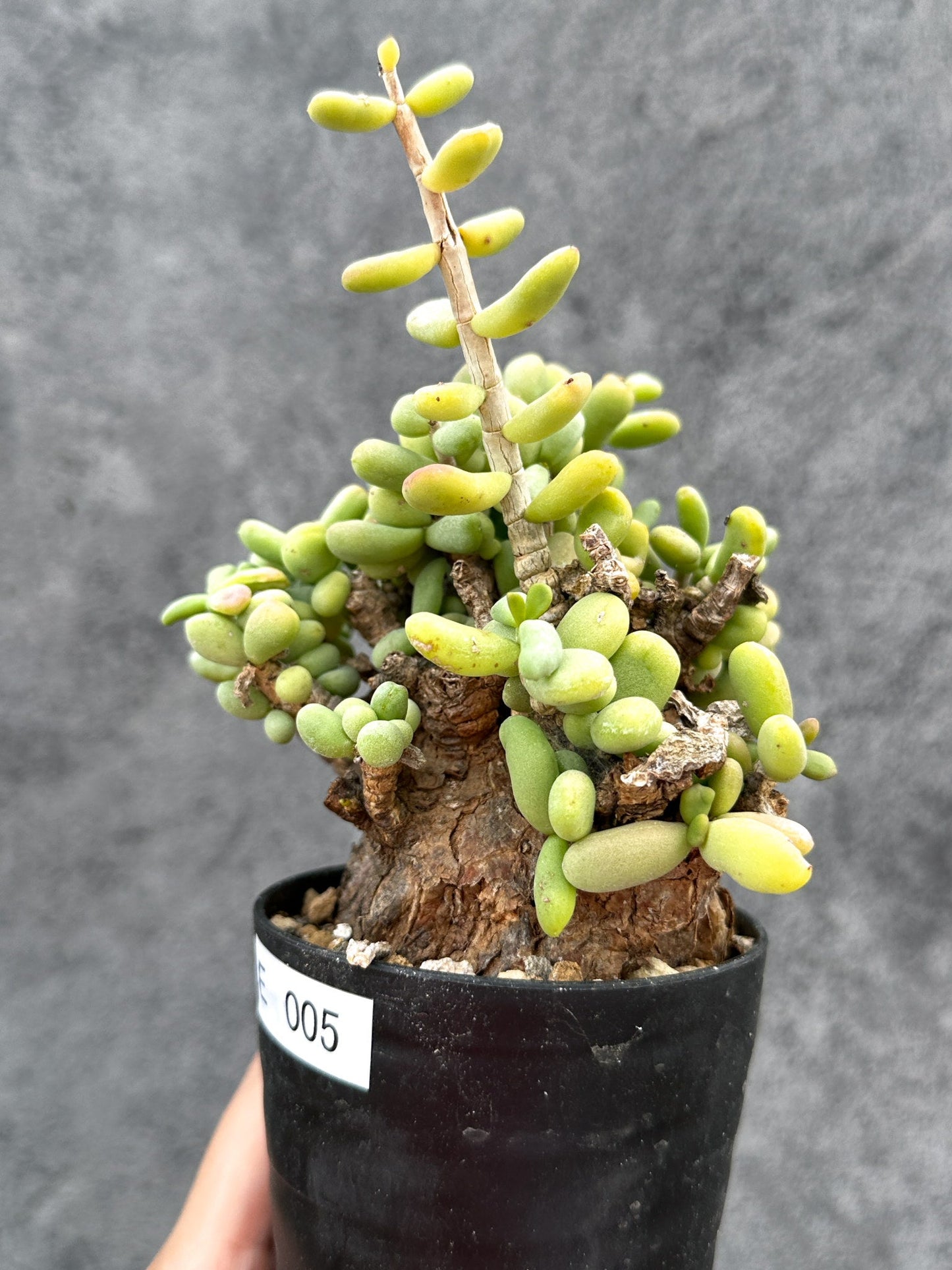 【現品限り】ケラリア・ピグマエア 現地株 2年ほど管理 発根済み【E5】 Ceraria pygmaea