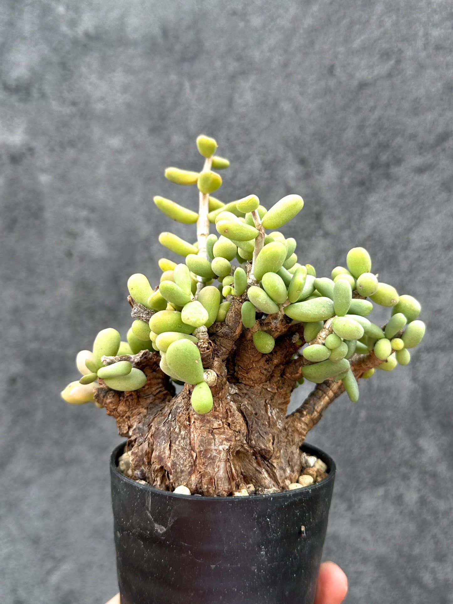 【現品限り】ケラリア・ピグマエア 現地株 2年ほど管理 発根済み【E5】 Ceraria pygmaea